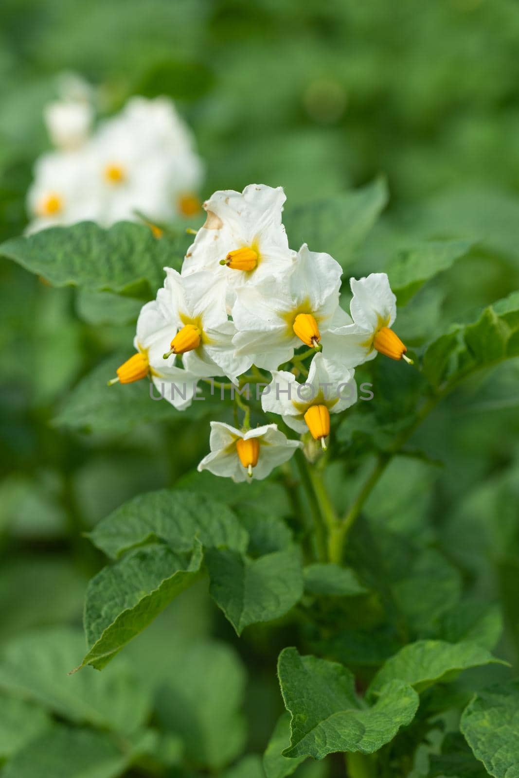 Blossom of potato plant (Solanum tuberosum)