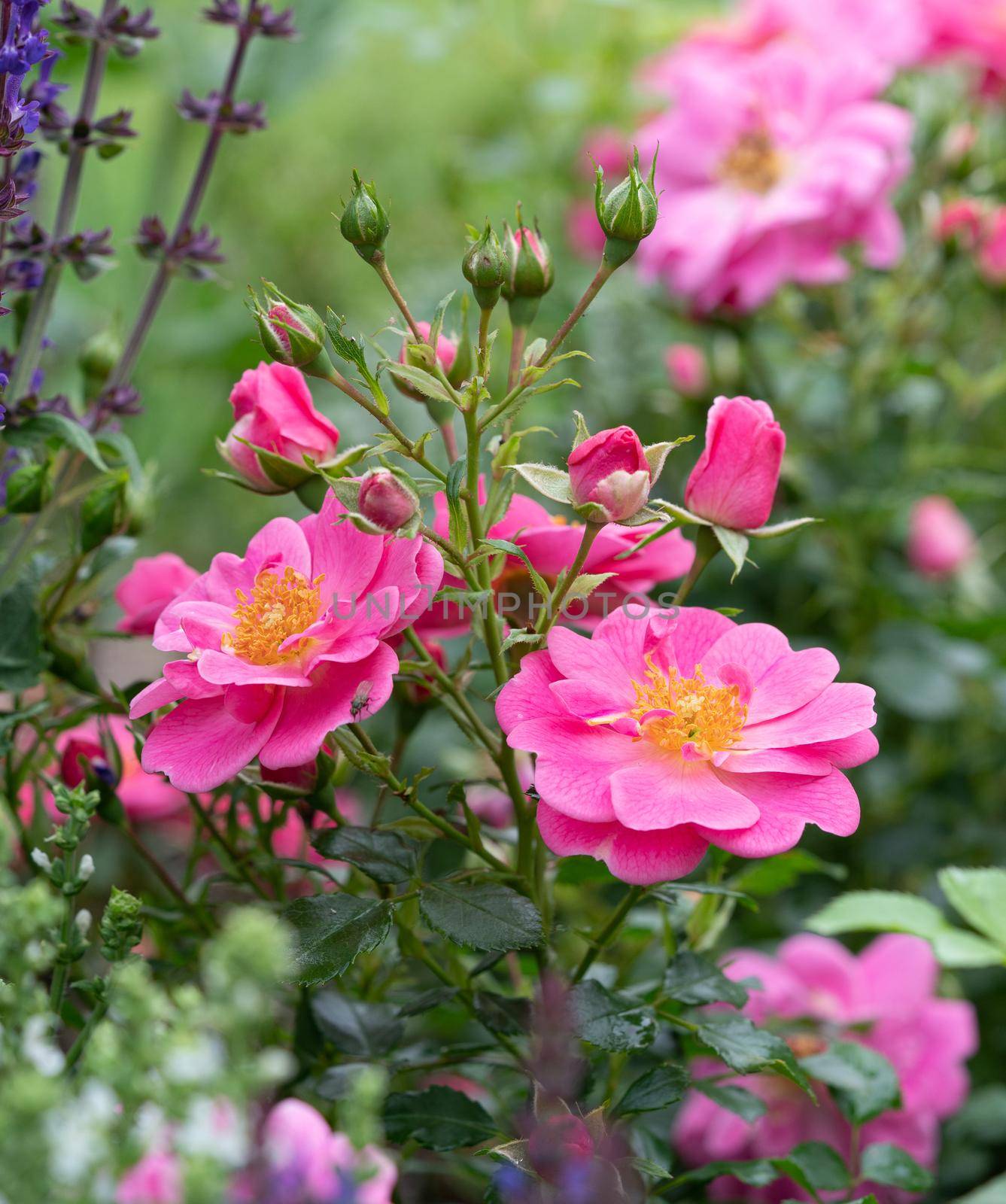 Dwarf rose (Rosa patio), bee-friendly flower of summer