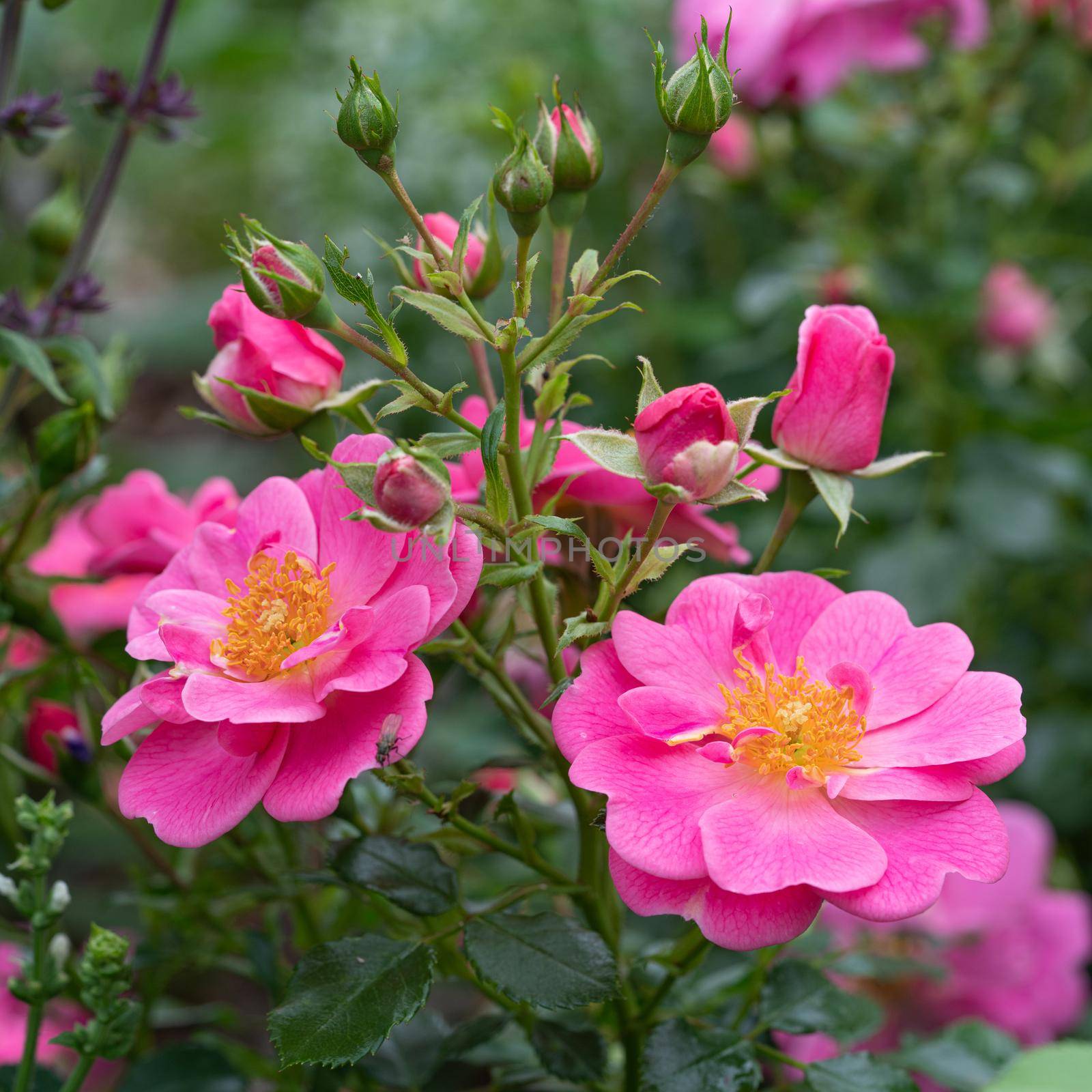 Dwarf rose, Rosa patio by alfotokunst