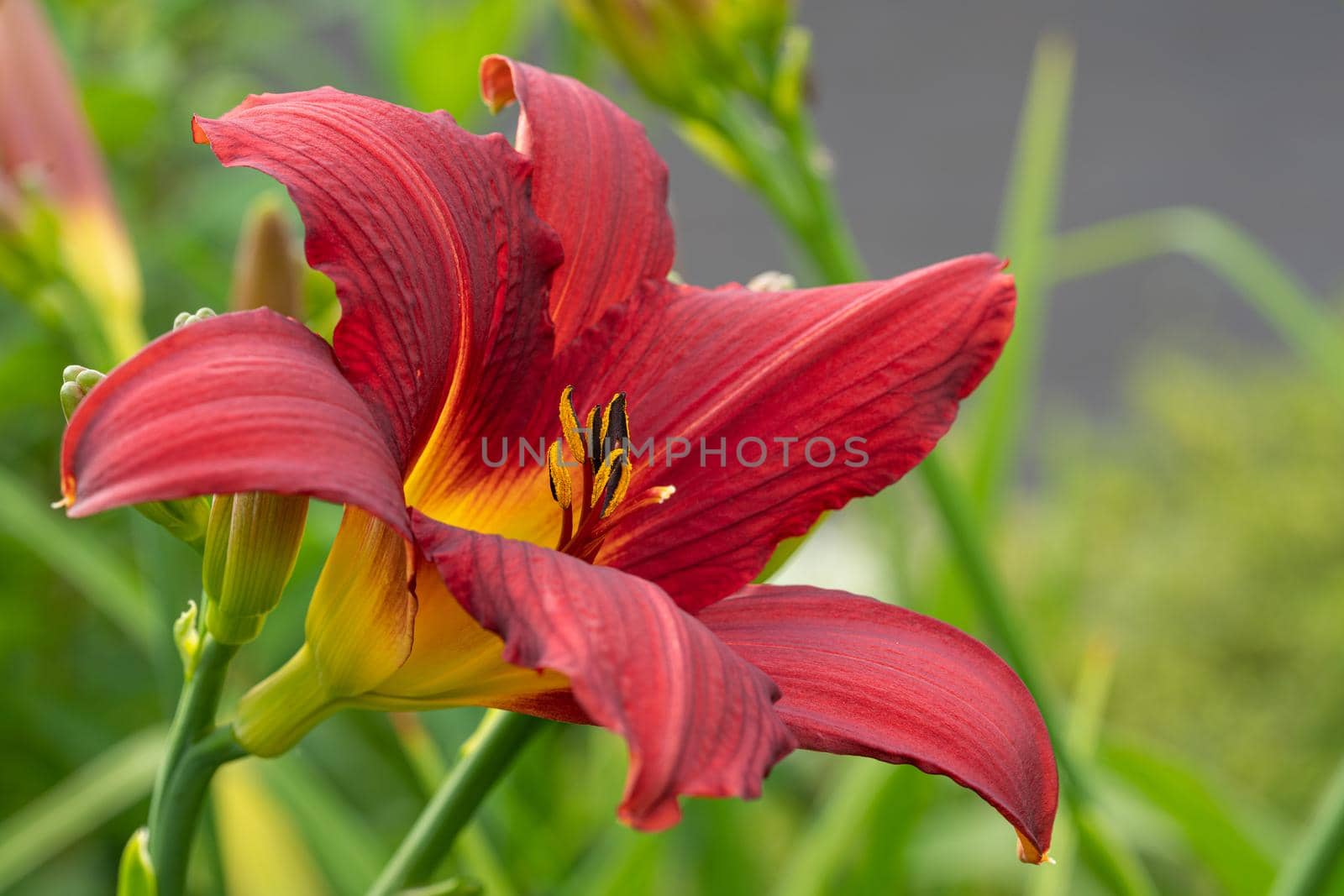 Day lily (Hemerocallis), close up of the flower head