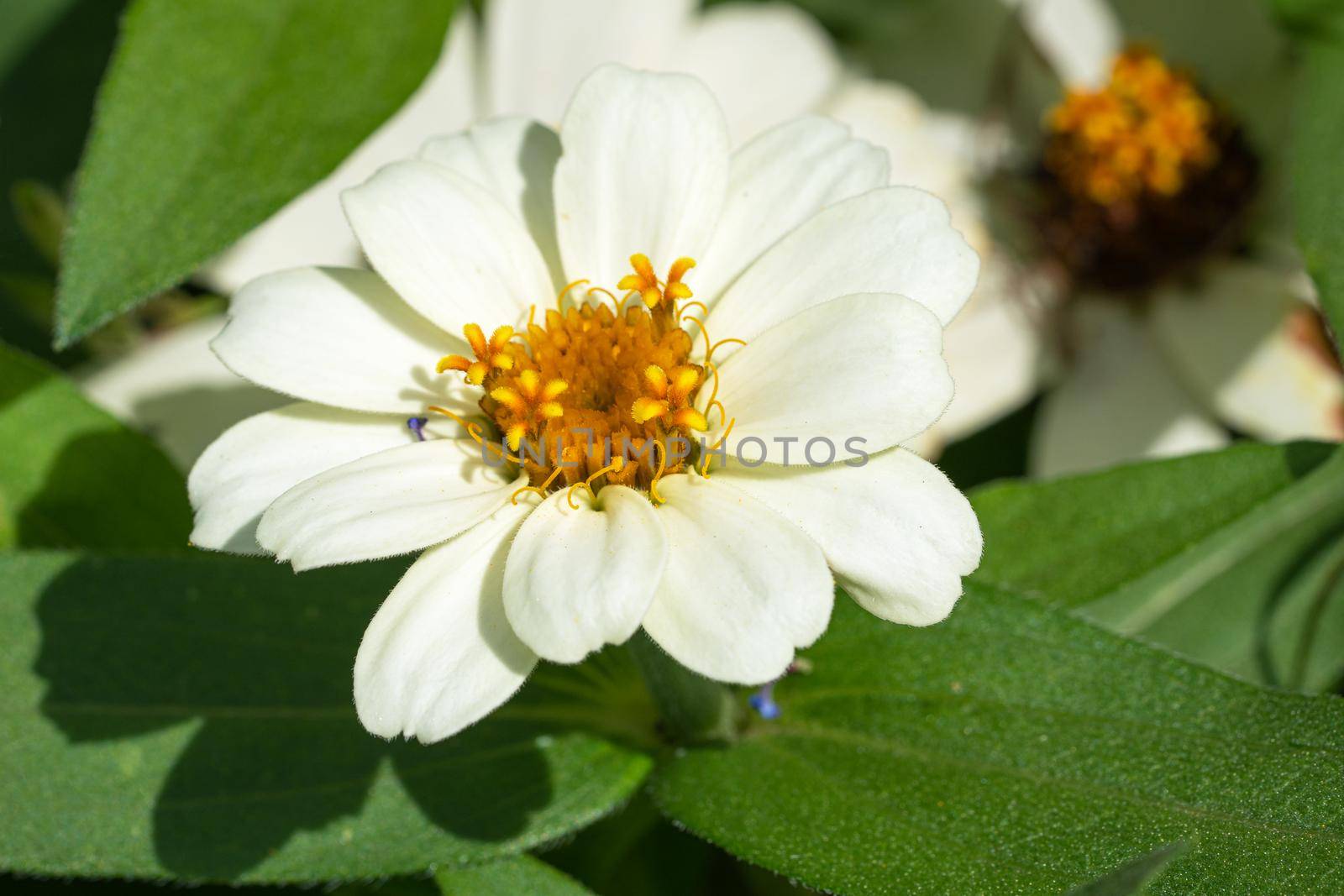 Close up image of the blossom of Garden Zinnia (Zinnia hybrida)