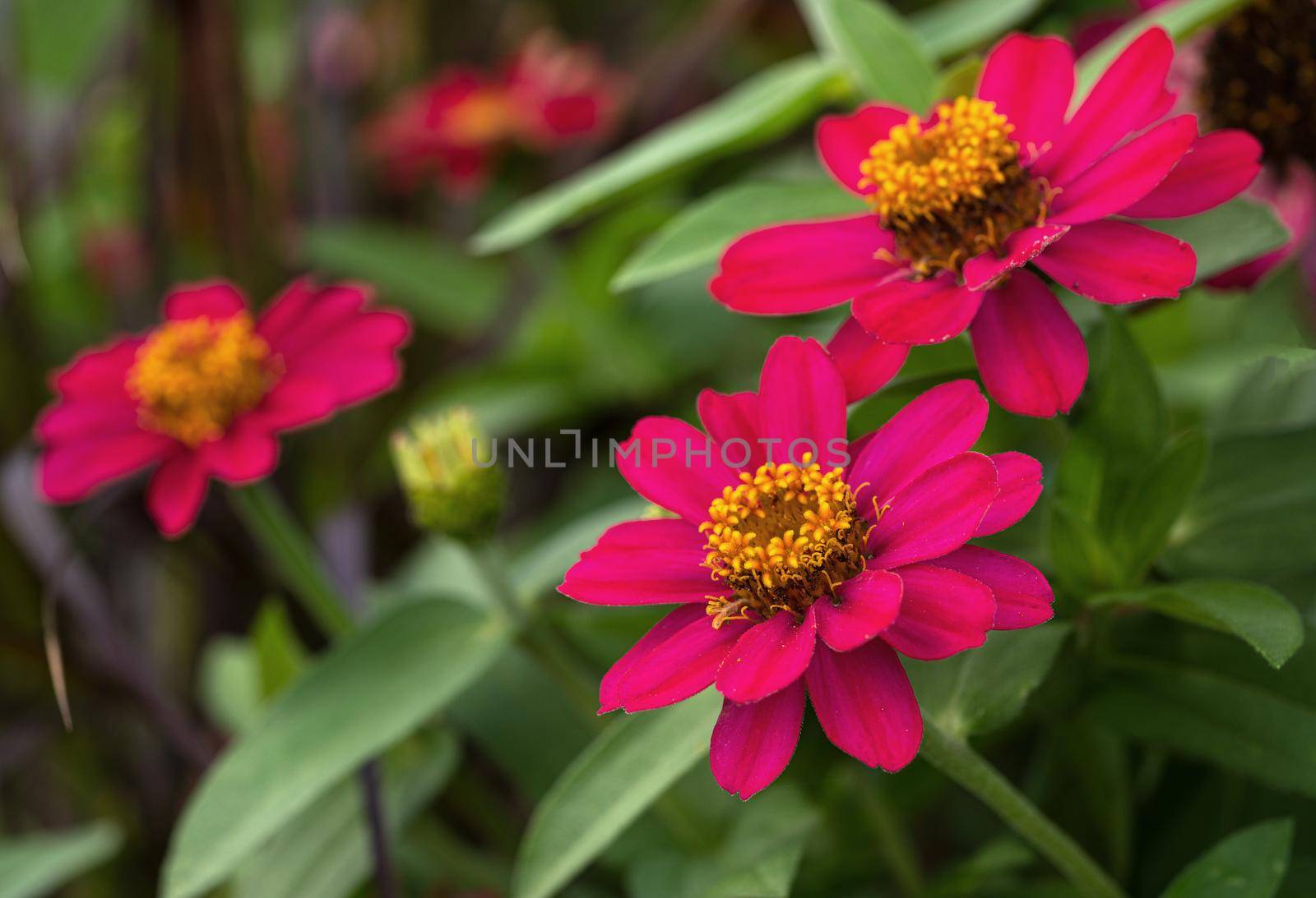 Close up image of the blossom of Garden Zinnia (Zinnia hybrida)