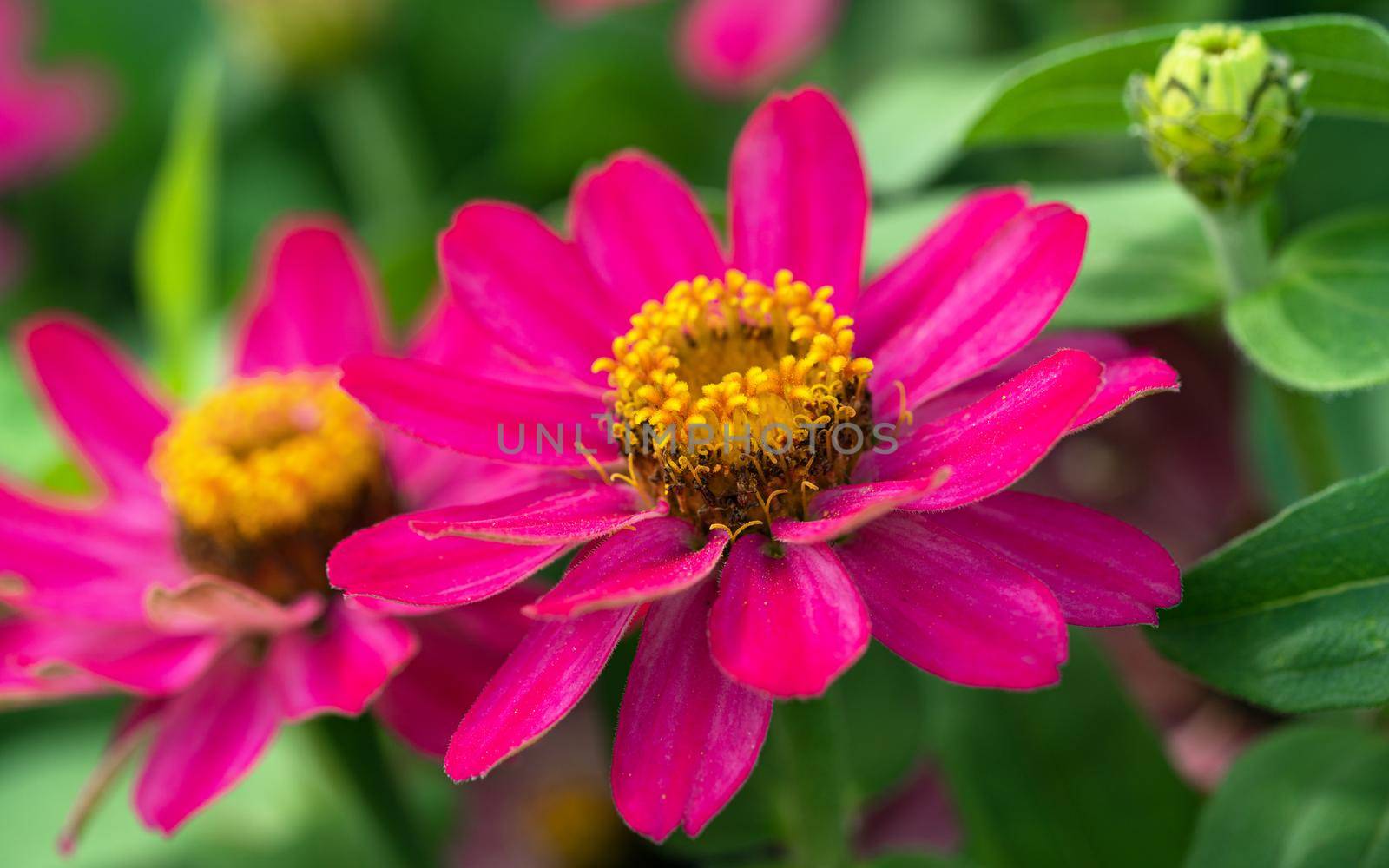Close up image of the blossom of Garden Zinnia (Zinnia hybrida)