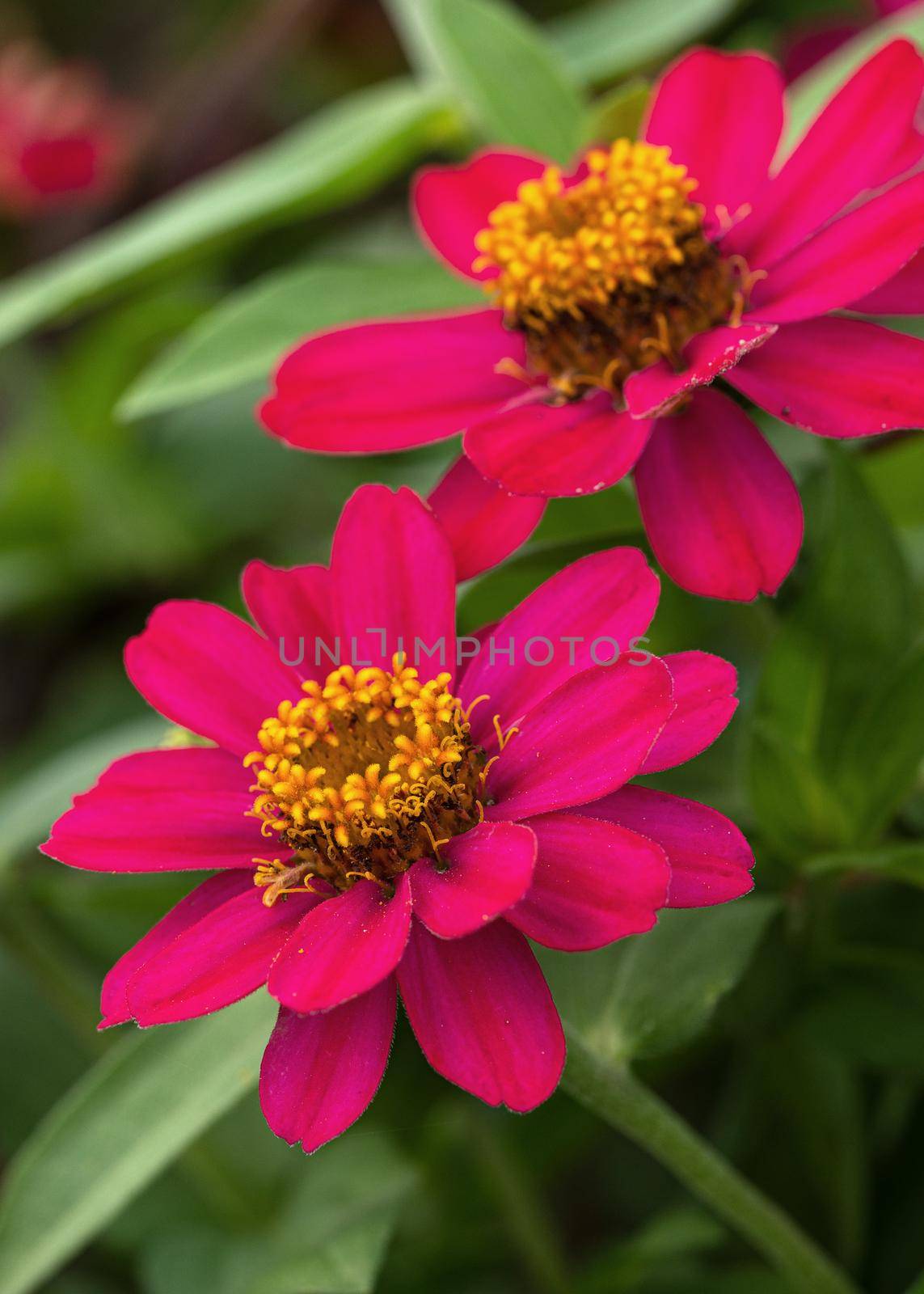 Close up image of the blossom of Garden Zinnia (Zinnia hybrida)