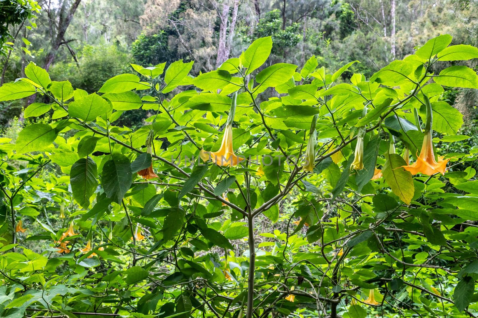 Angel trumpet at Reunion island by reinerc