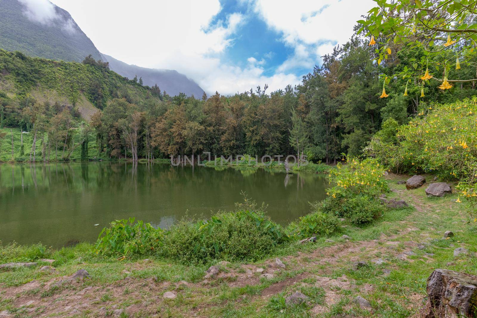 Landscape with idyllic lake, angel trumpets, green trees in the interior of the island Reunion in the indian ocean 