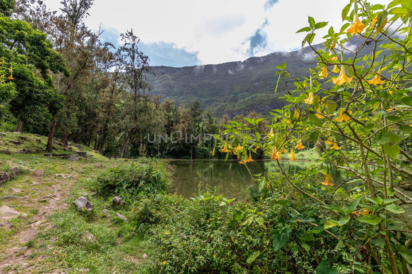 Landscape with idyllic lake, angel trumpets, green trees in the interior of the island Reunion in the indian ocean 