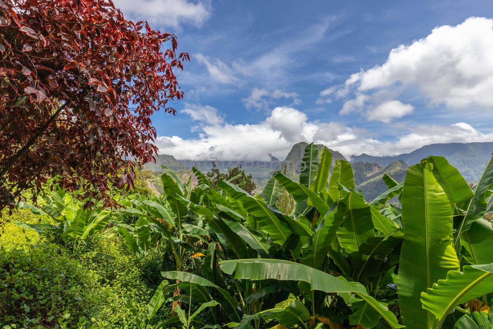Scenic view of a green landscape with mountain range in the background, trees, colored plants in front at island Reunion in the indian ocean on a sunny day with blue sky and white clouds