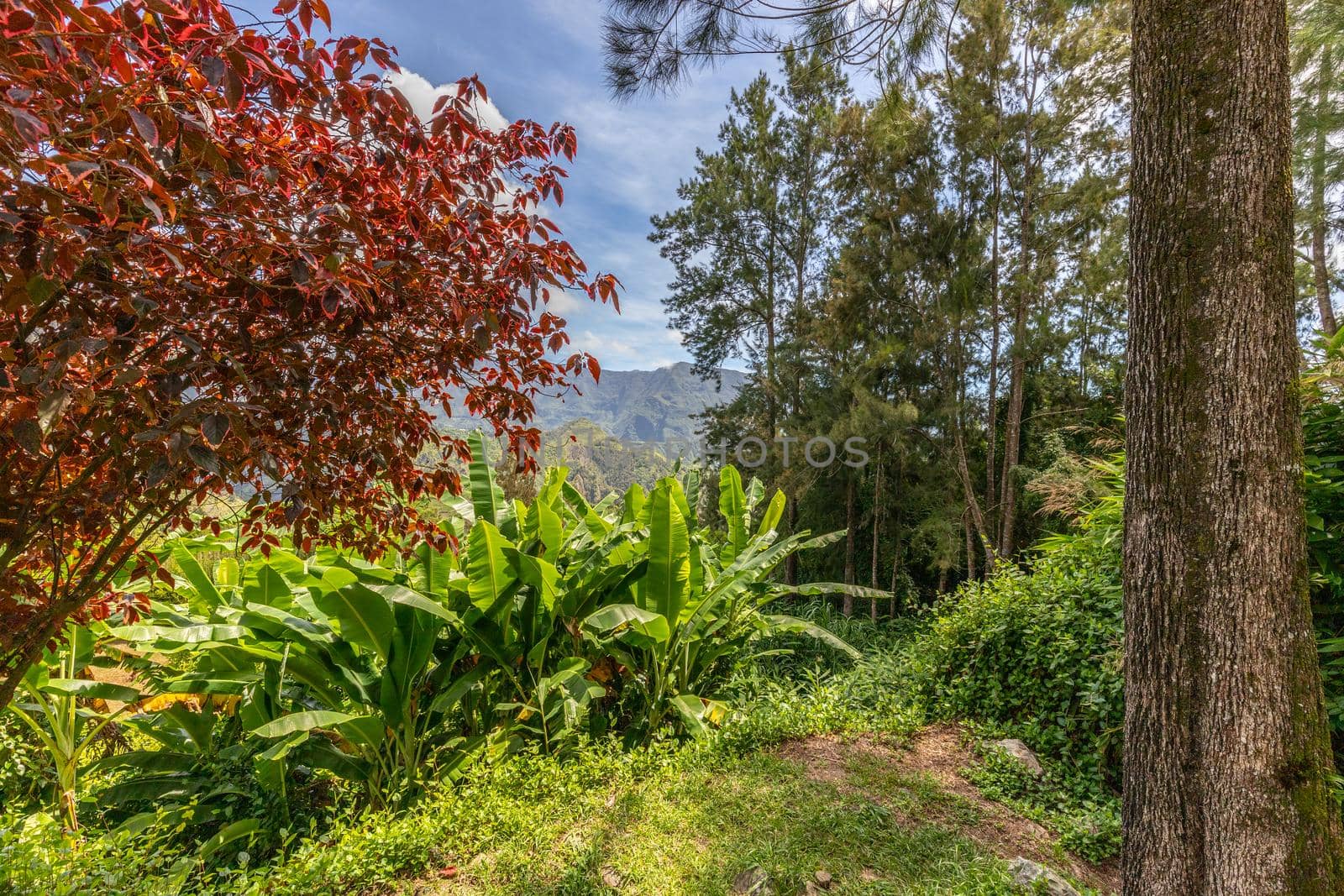 Scenic view of a green landscape with mountain range in the background, trees, colored plants in front at island Reunion in the indian ocean on a sunny day with blue sky and white clouds