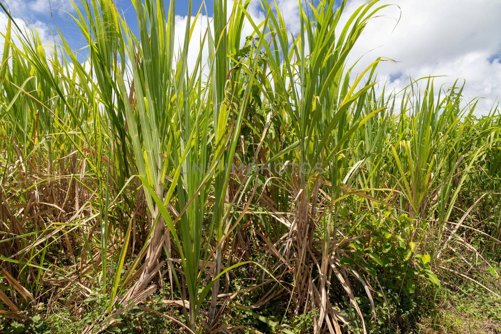 Sugar cane plant on Mauritius island, africa