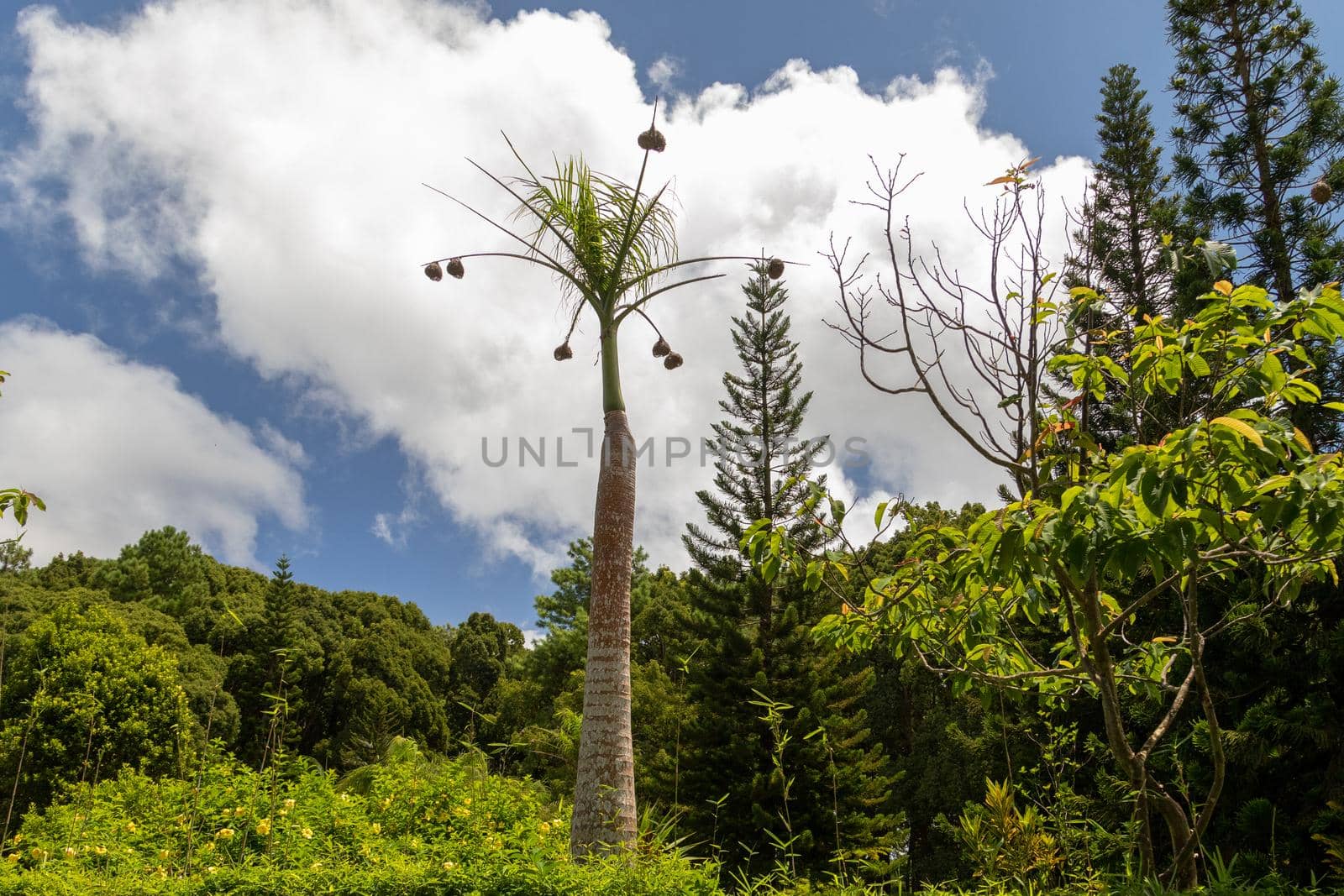 Palm tree with baya nests on Mauritius island, africa