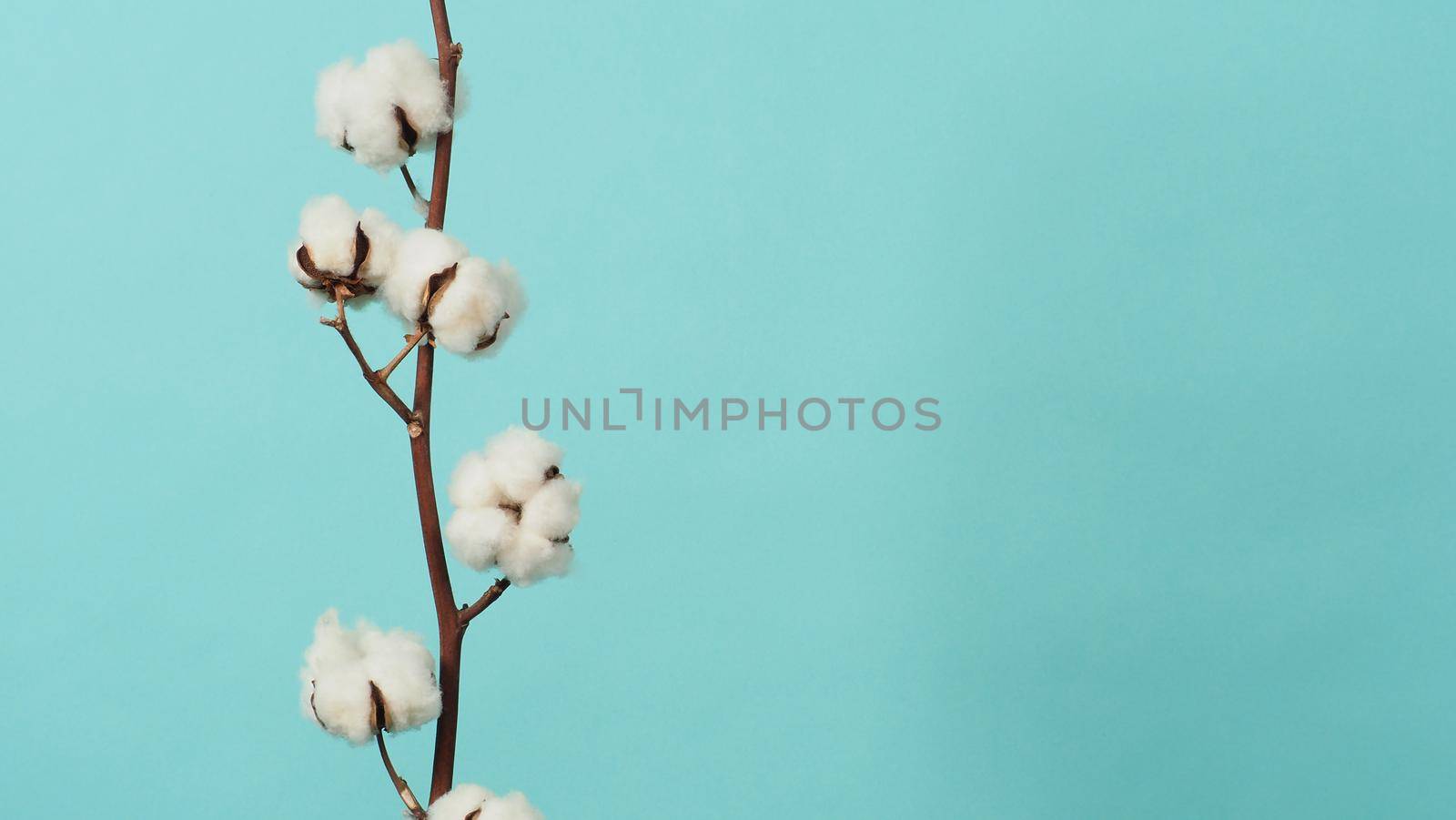 Cotton branch. Real delicate soft and gentle natural white cotton balls flower branches on light green background. Flowers composition. flat lay. top view. minimal style.