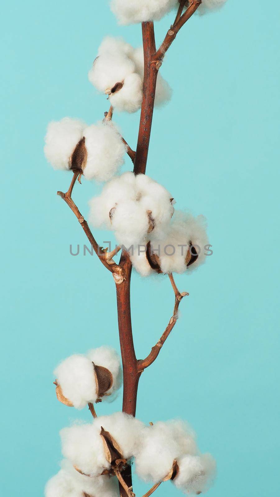 Cotton branch. Real delicate soft and gentle natural white cotton balls flower branches on light green background. Flowers composition. flat lay. top view. minimal style.