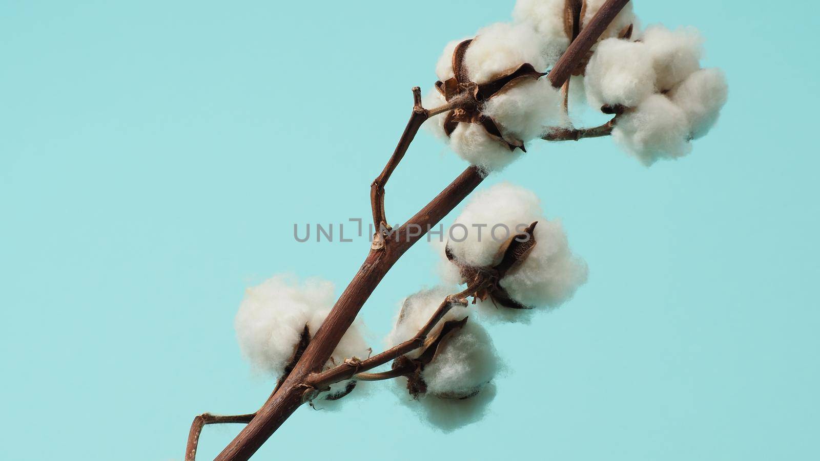 Cotton branch. Real delicate soft and gentle natural white cotton balls flower branches by gnepphoto