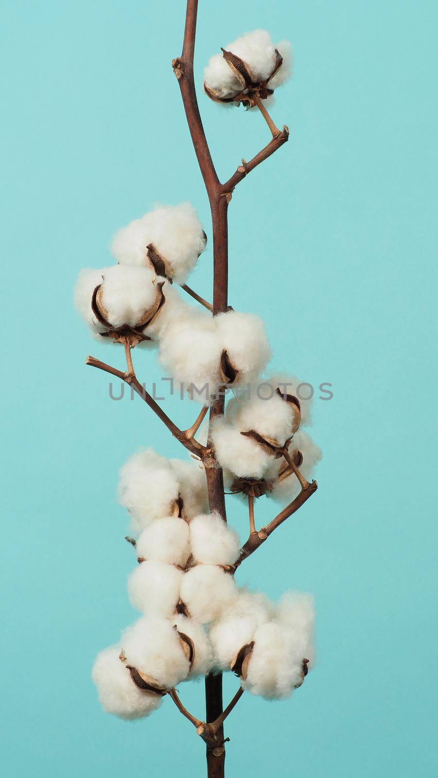 Cotton branch. Real delicate soft and gentle natural white cotton balls flower branches on light green background. Flowers composition. flat lay. top view. minimal style.