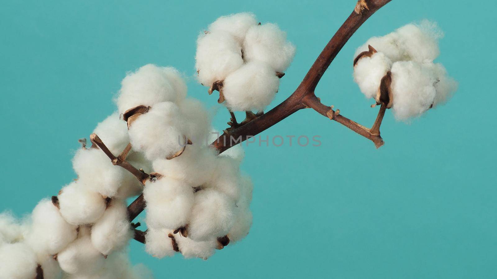 Cotton branch. Real delicate soft and gentle natural white cotton balls flower branches on light green background. Flowers composition. flat lay. top view. minimal style.