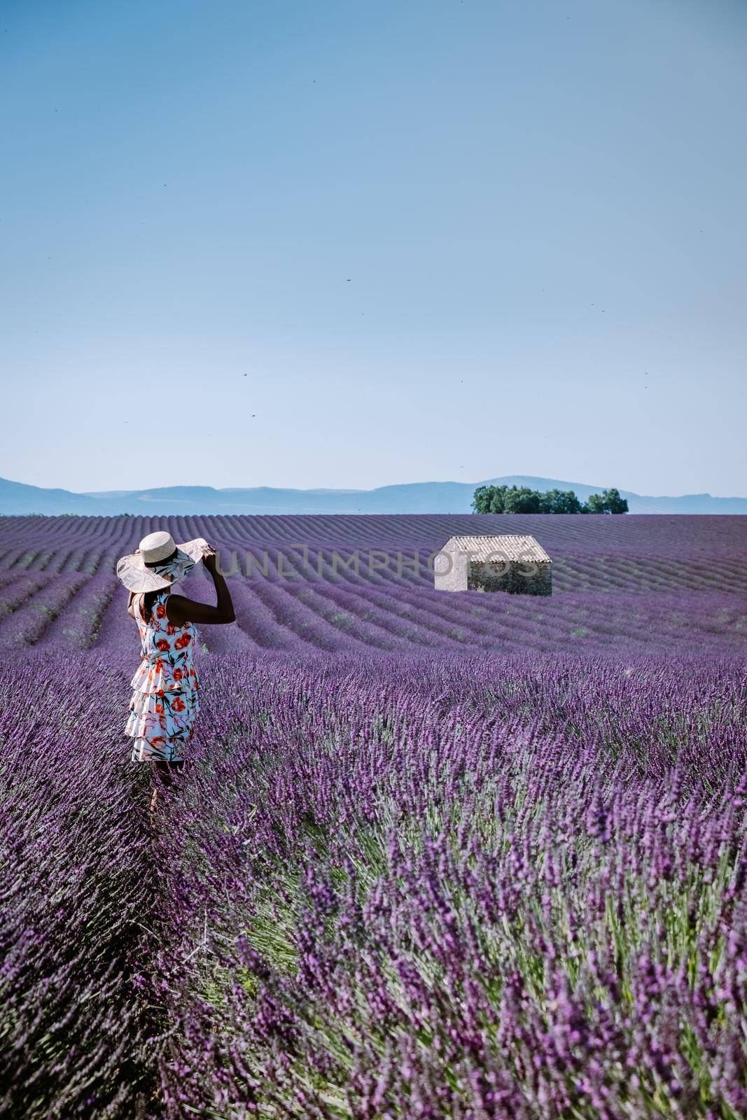 Valensole Plateau, Provence, Southern France. Lavender field at sunset by fokkebok