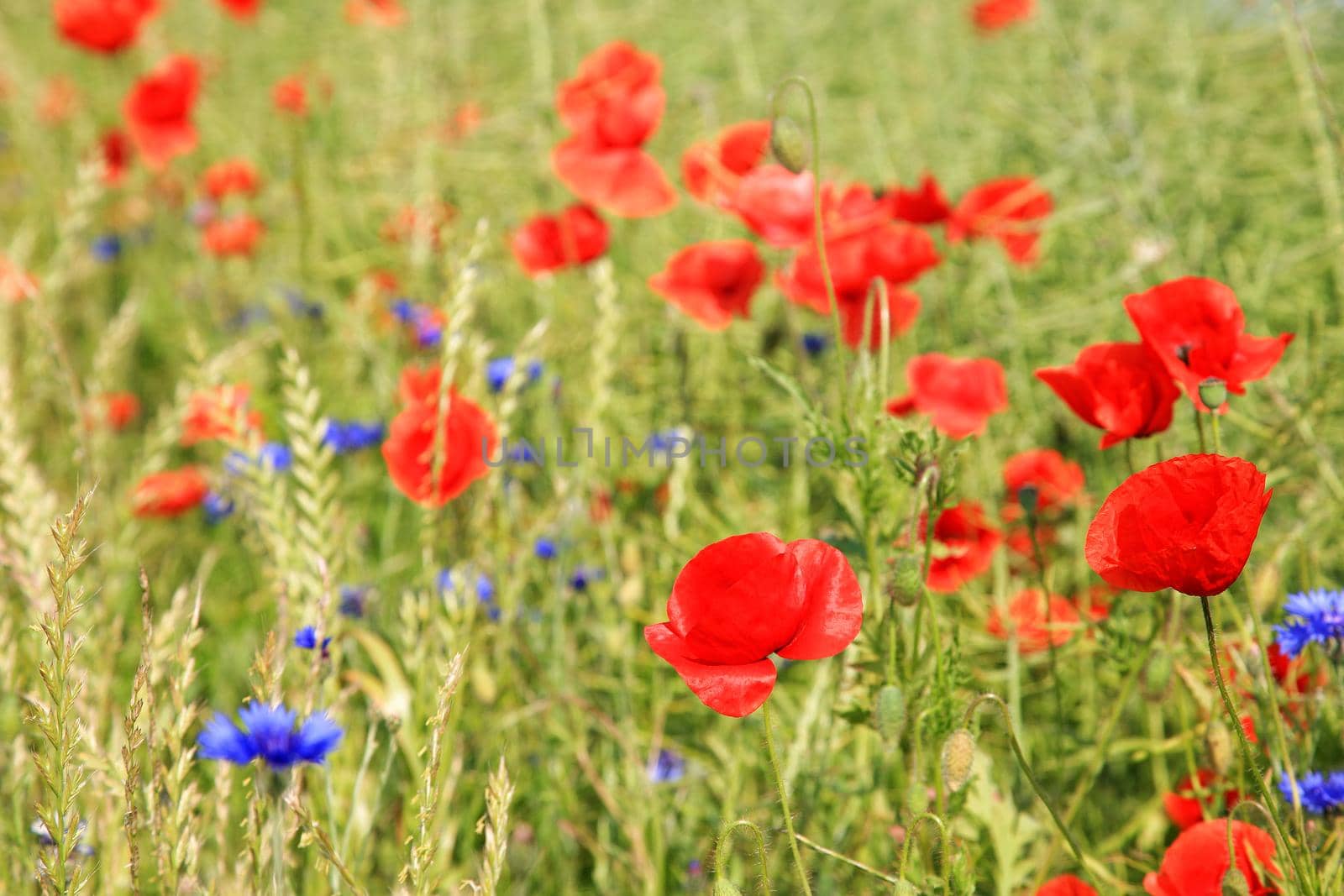 Poppy field with cornflowers by Kasparart