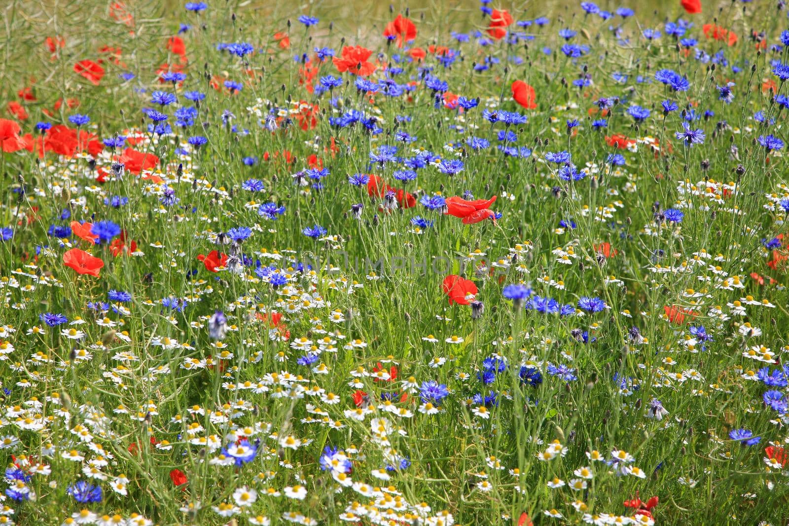 Wildflower meadow with poppies, cornflowers and daisies by Kasparart