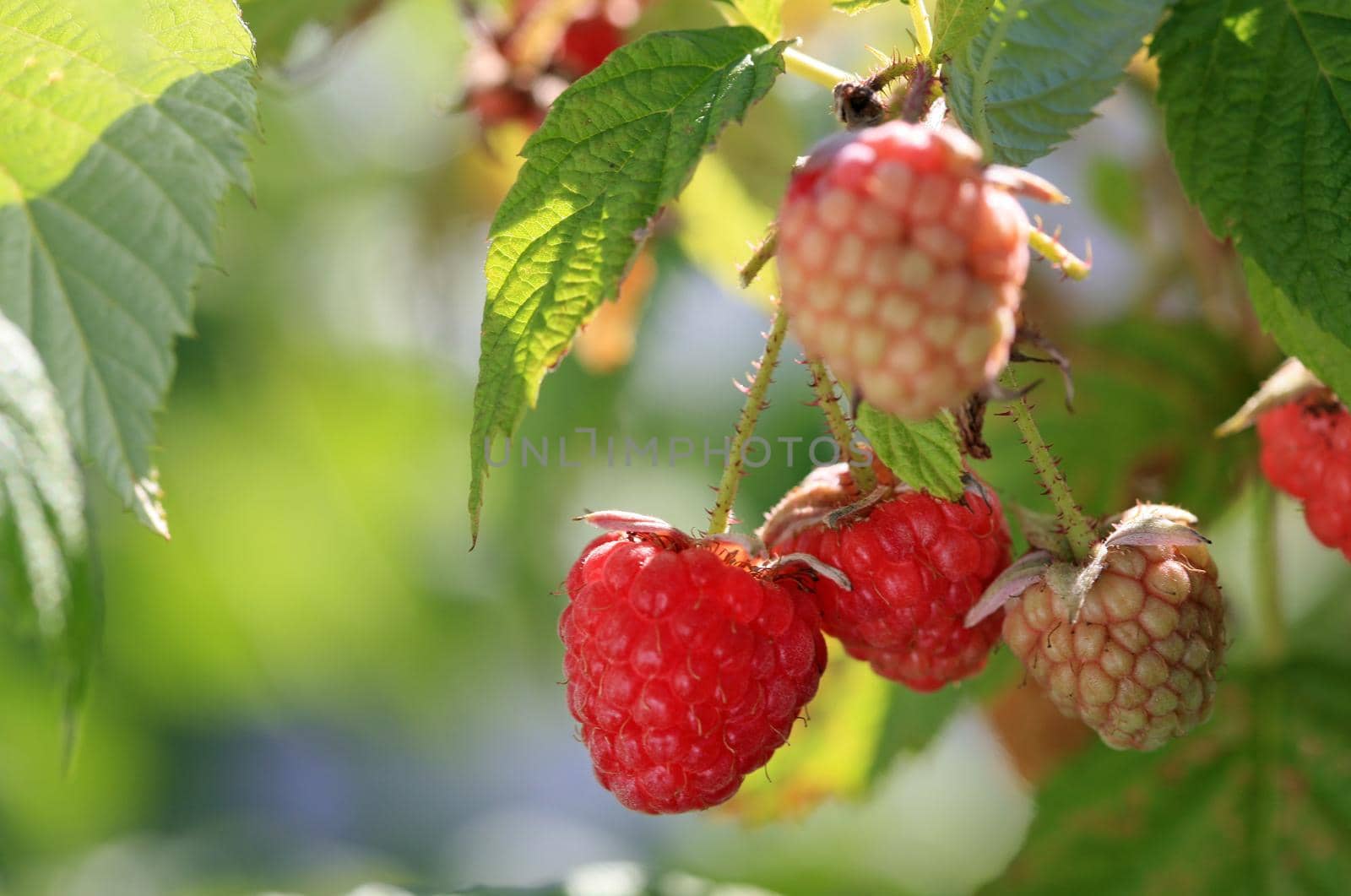 Fresh raspberries on a raspberry plant in the garden by Kasparart