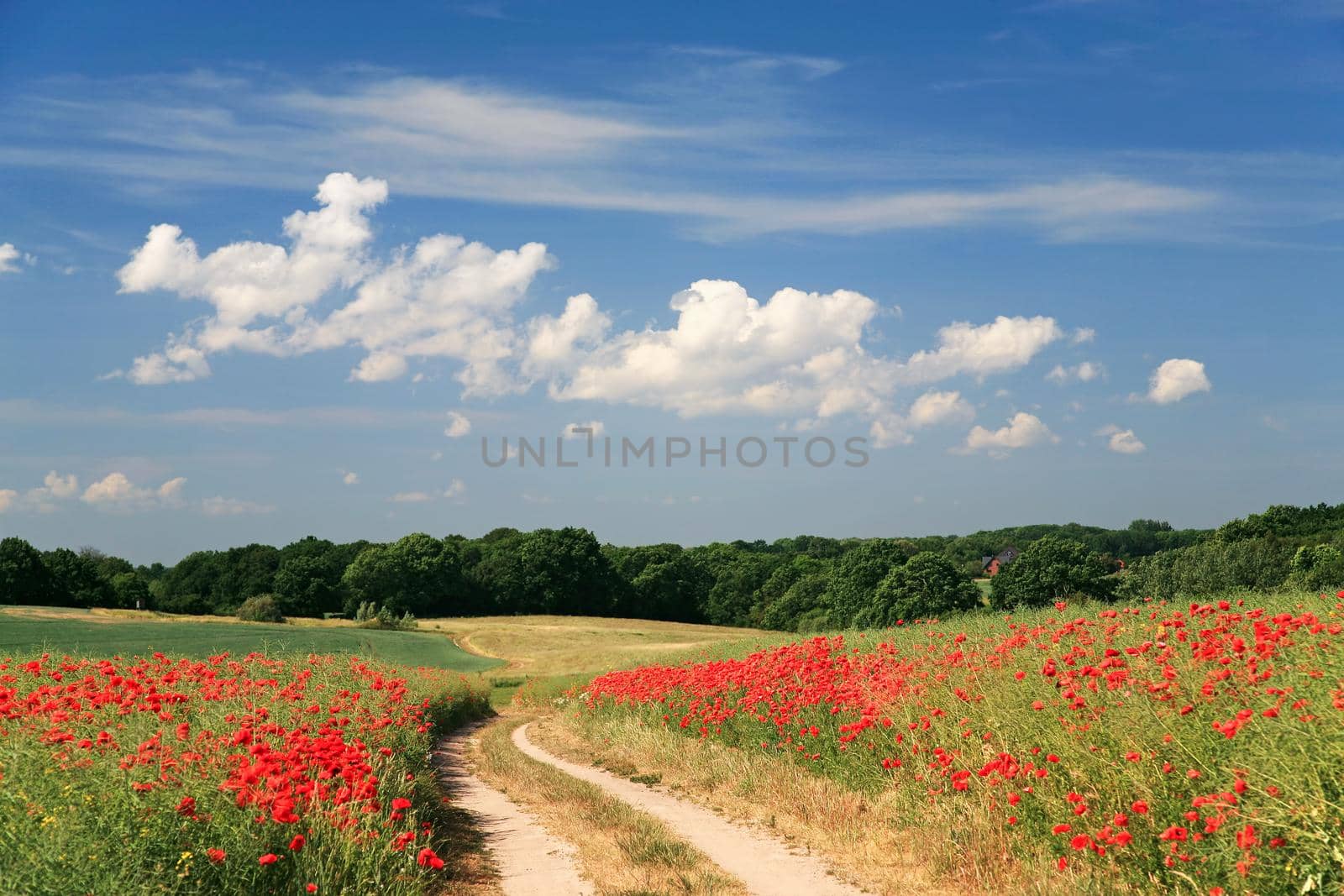 Rural poppy field with country road landscape