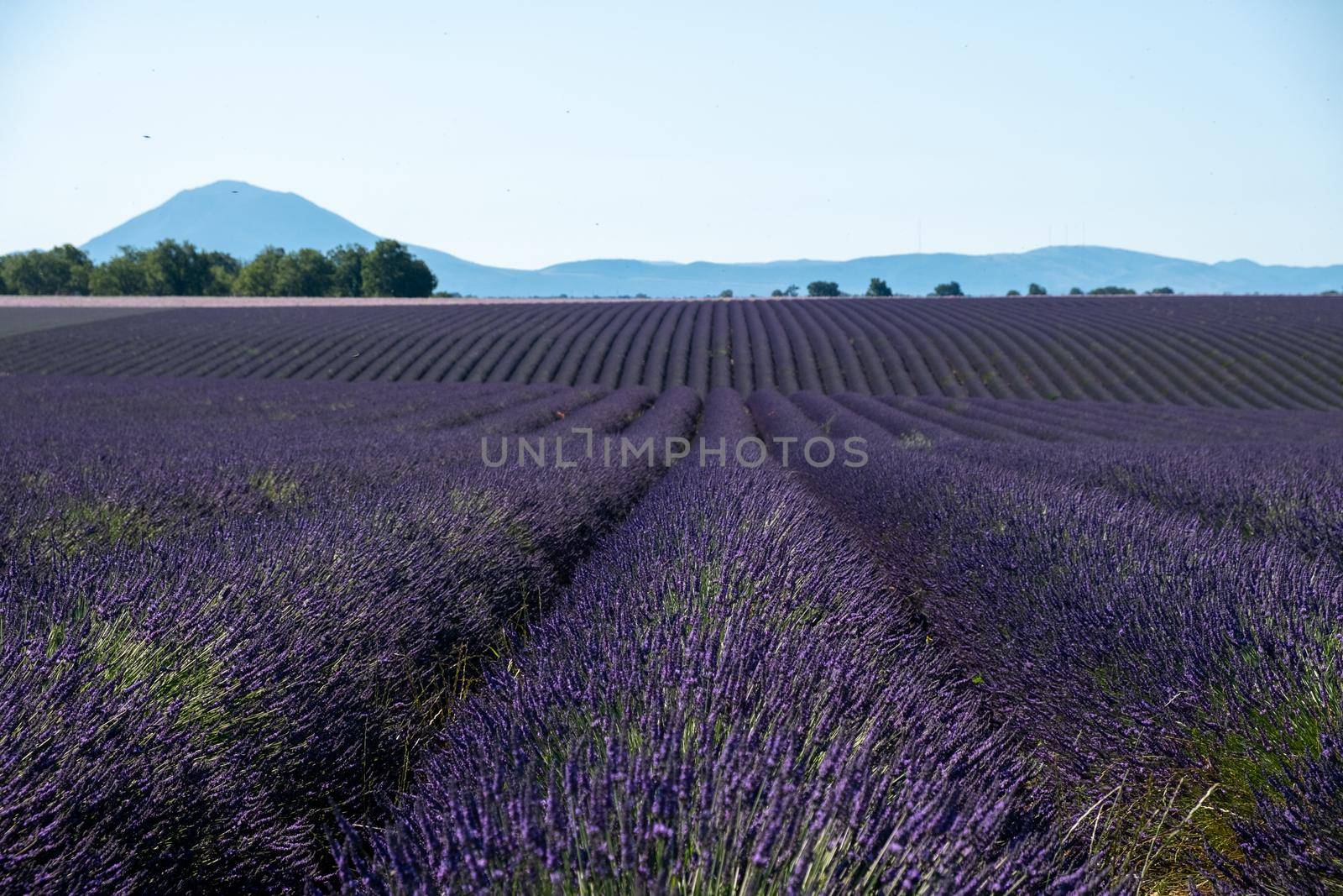 Valensole Plateau, Provence, Southern France. Lavender field at sunset by fokkebok
