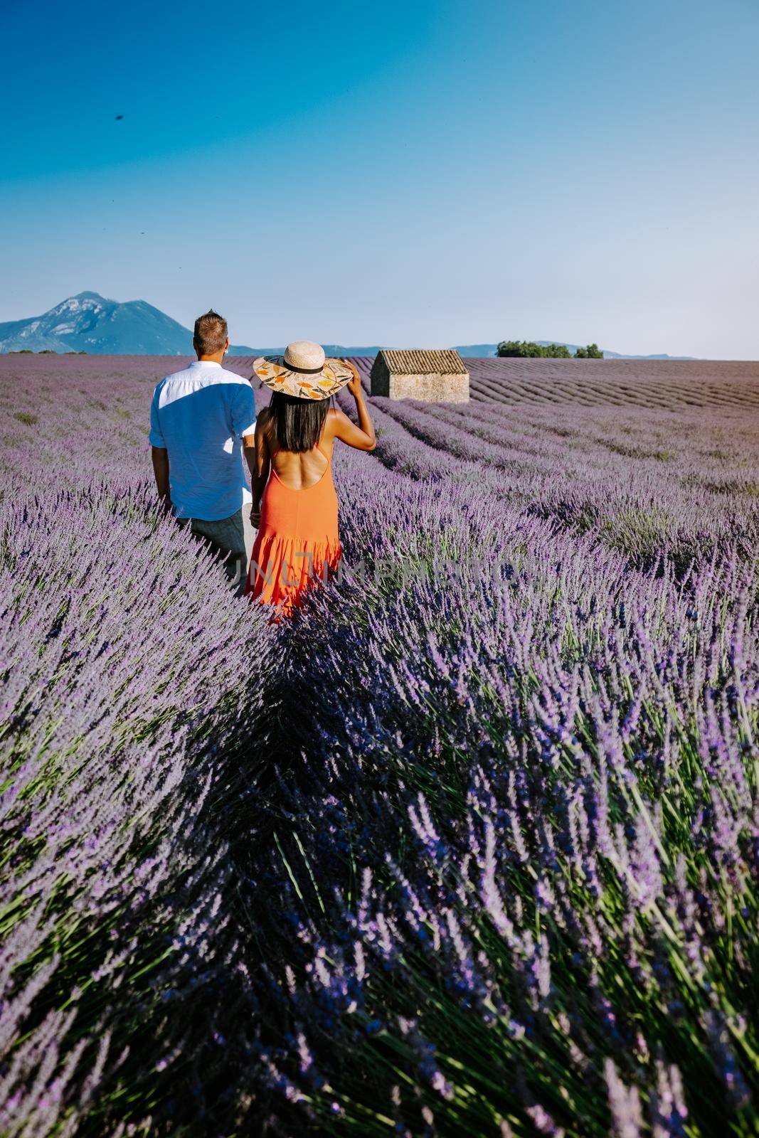 Couple men and woman on vacation at the provence lavender fields, Provence, Lavender field France, Valensole Plateau, colorful field of Lavender Valensole Plateau, Provence, Southern France. Lavender field by fokkebok