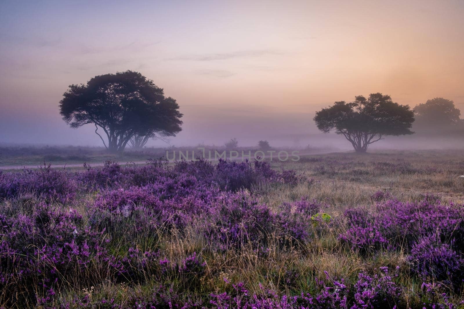 Blooming heather field in the Netherlands near Hilversum Veluwe Zuiderheide, blooming pink purple heather fields in the morniong with mist and fog during sunrise by fokkebok