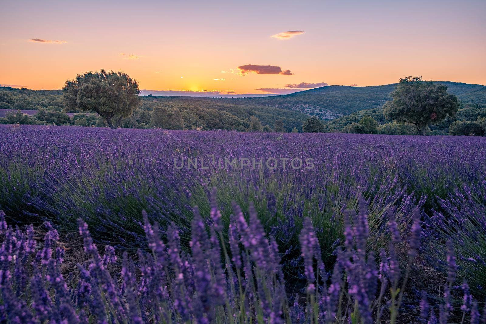 Ardeche lavender fields in the south of France during sunset, Lavender fields in Ardeche in southeast France by fokkebok