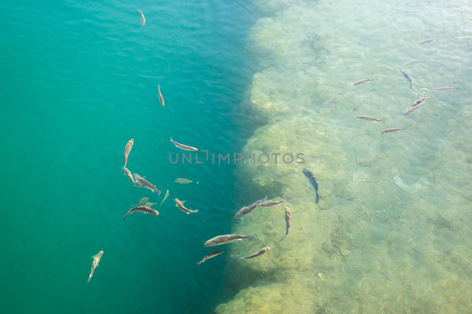 A flock of fish in green water in shallow water near the shore.