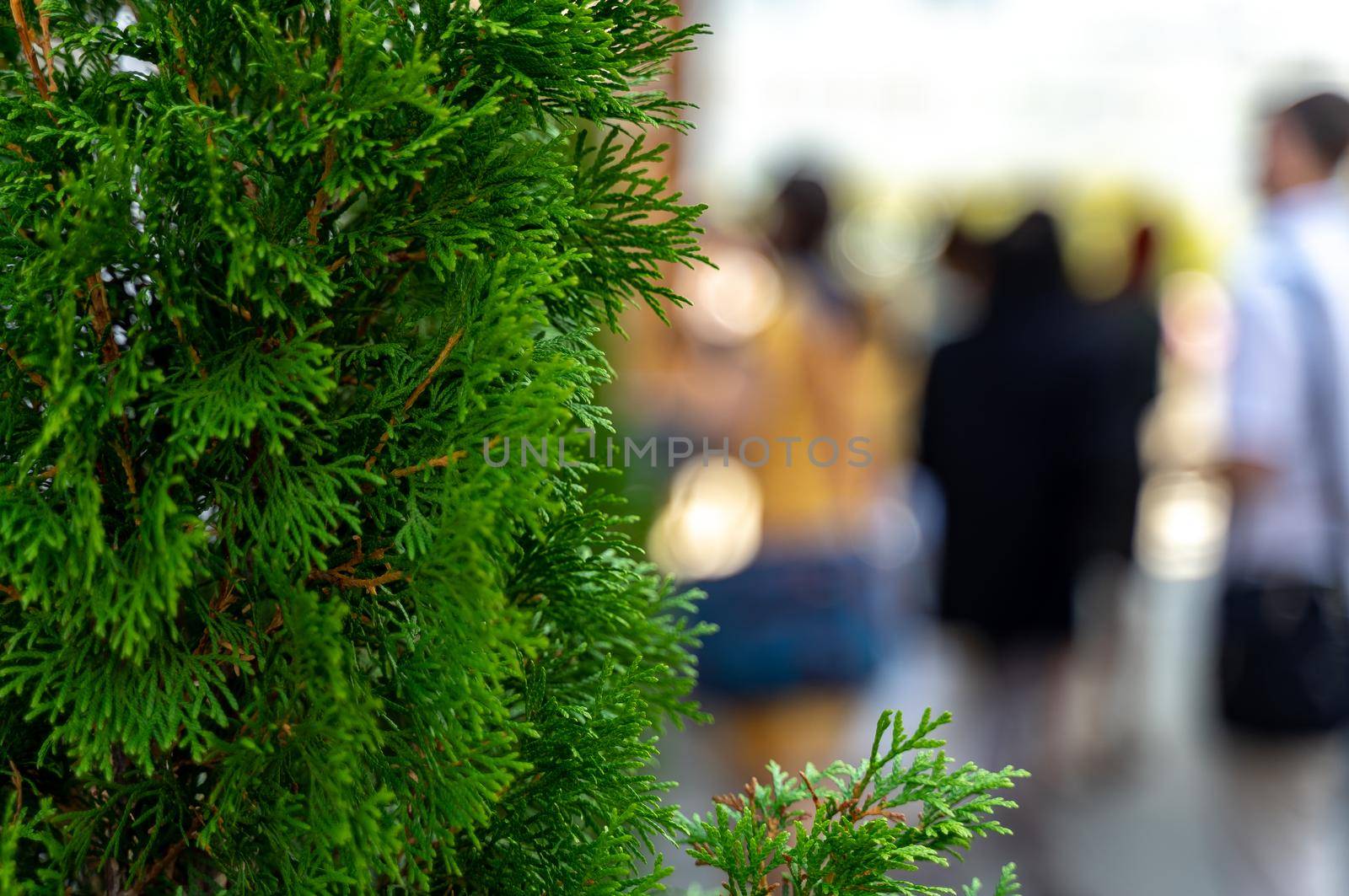 Green fir tree on a busy street on a bright sunny summer day.