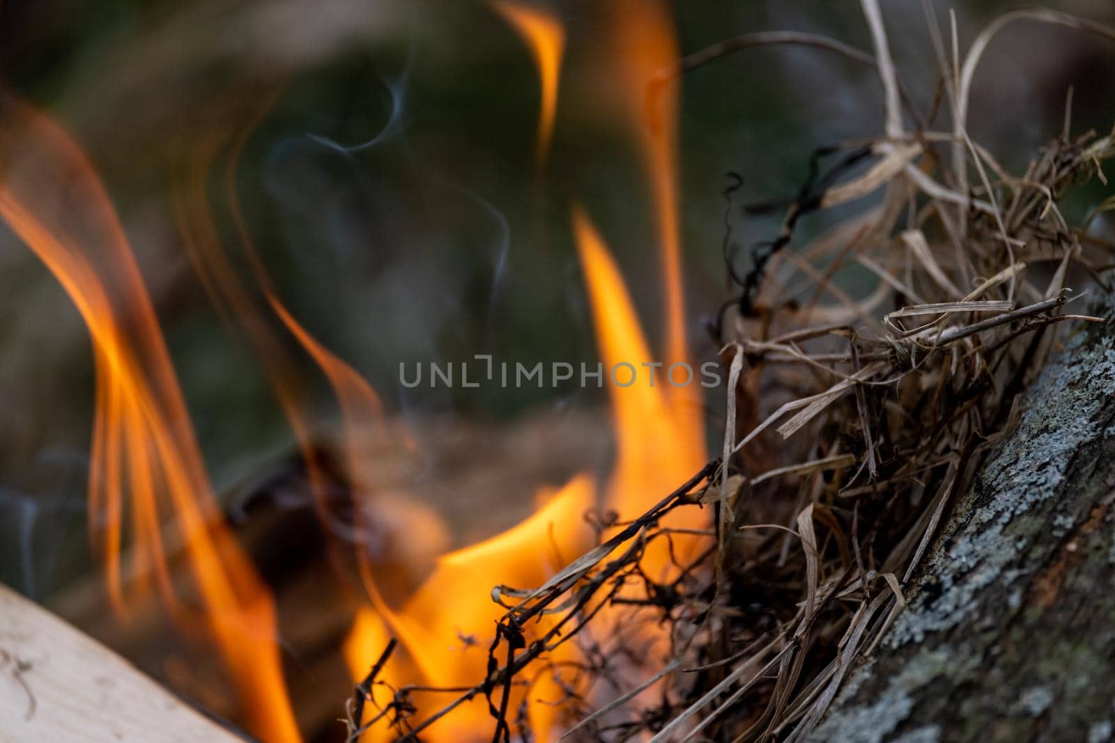 Burning grass serves as kindling in fire close-up by colintemple