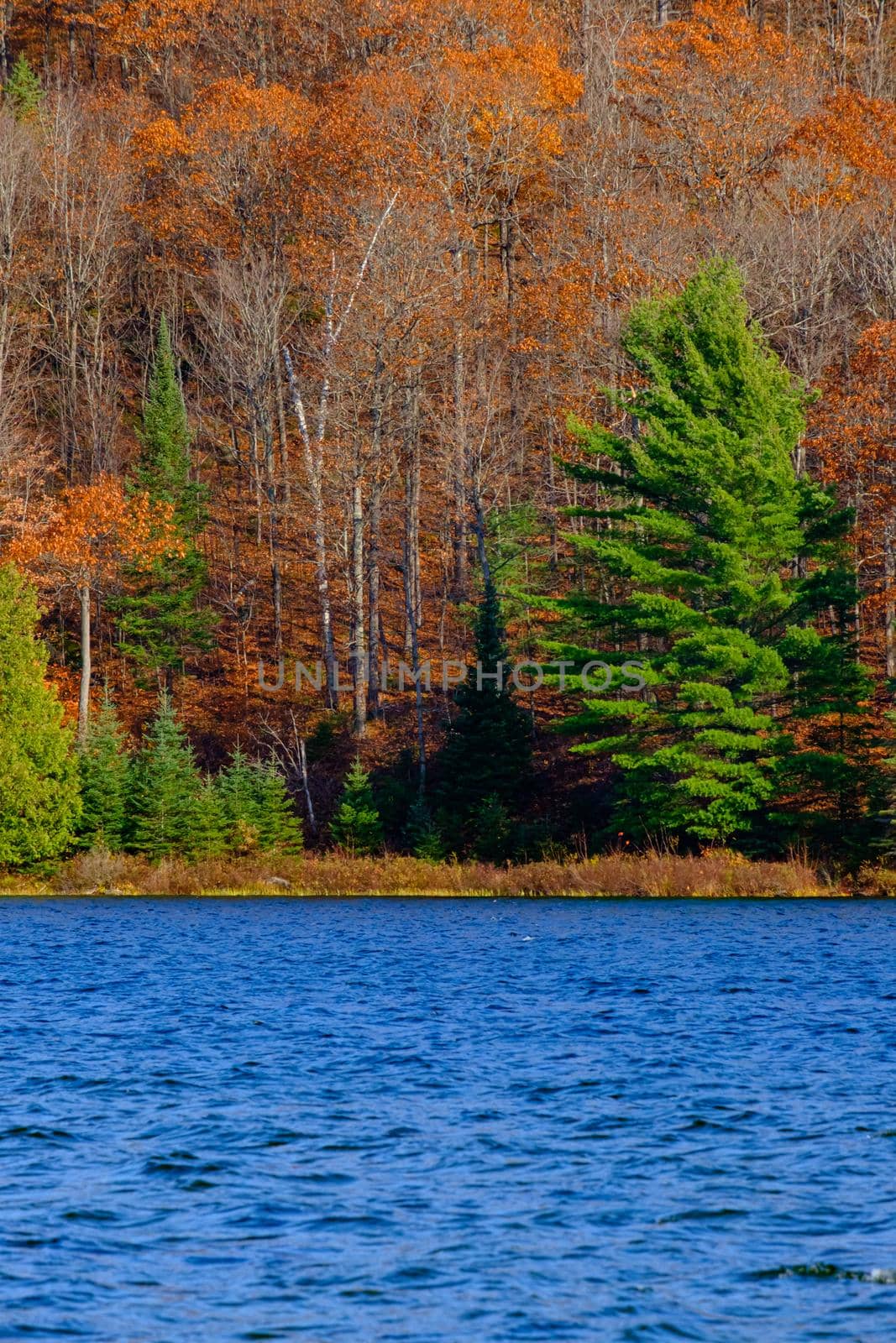 Evergreens amid orange leaves across a lake by colintemple