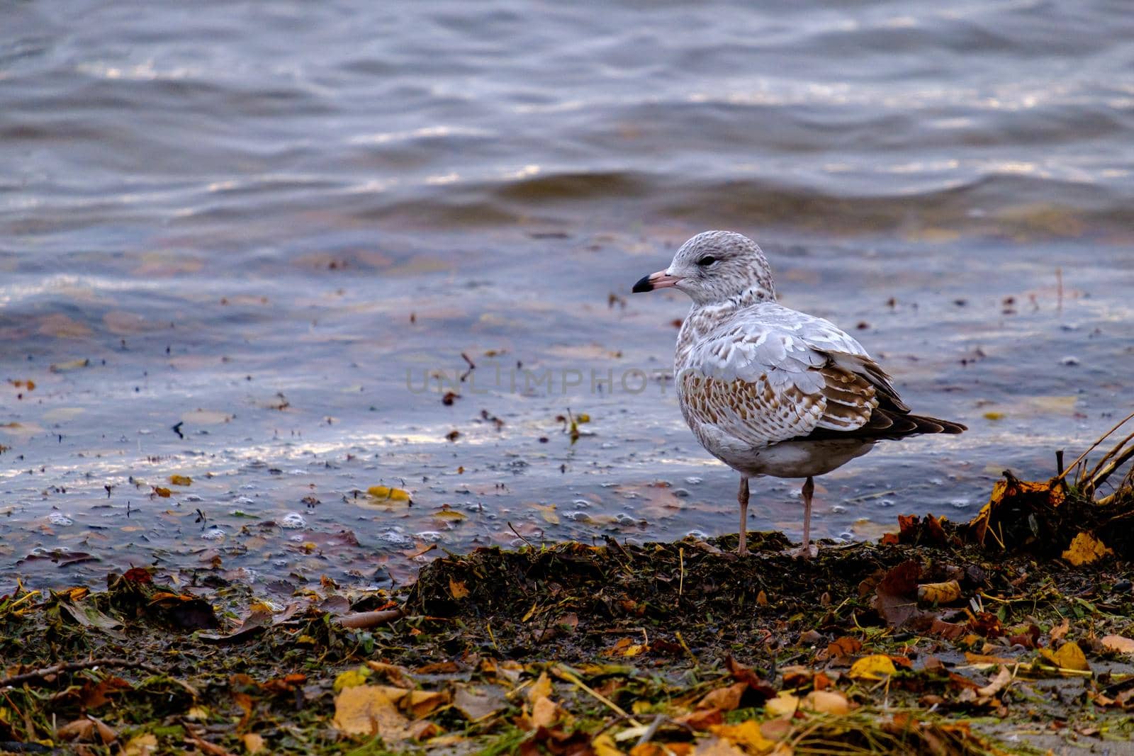 A ring-billed gull is standing on the ground on the bank of a river. The seagull's feet rest upon the dirt, surrounded by muck and leaves, as gentle waves roll in from the water.