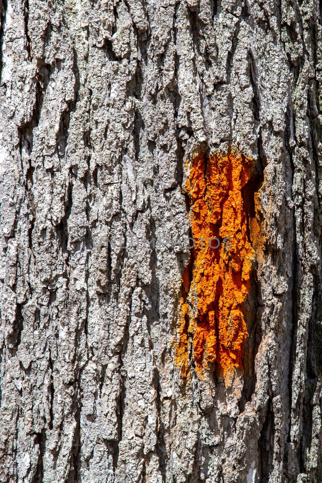 An orange painted rectangle appears on a close-up view of the textured gray bark of a tree trunk. The marking serves to guide hikers on a recreational nature trail.