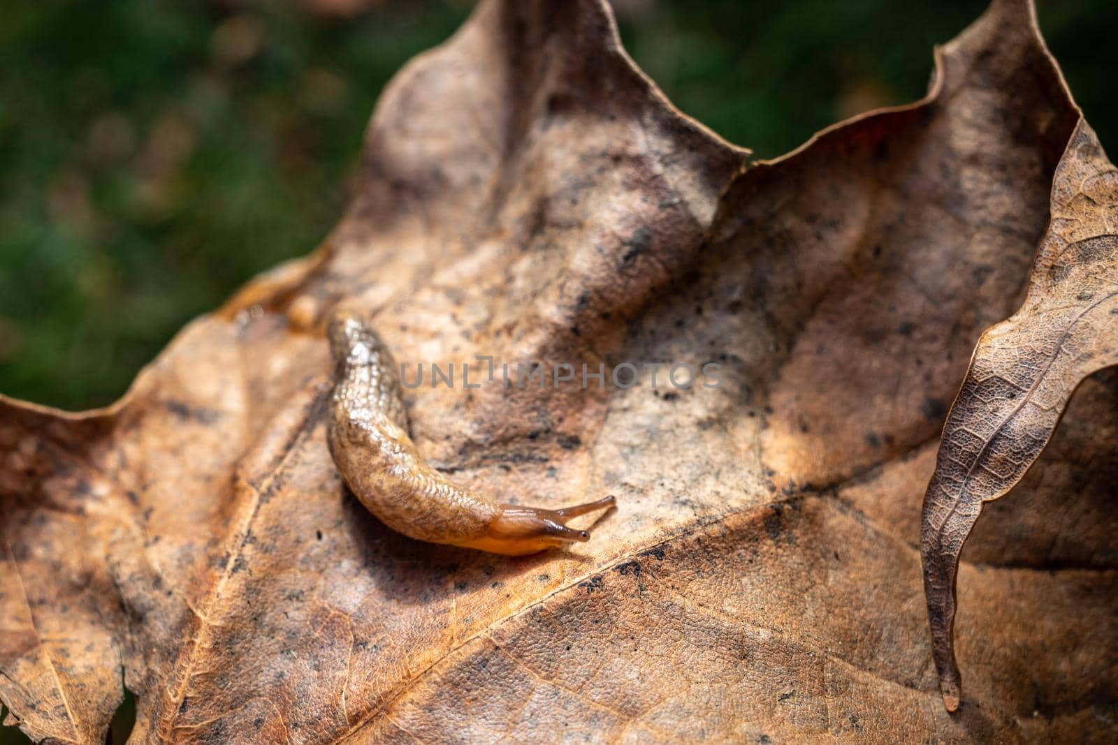 A brown land slug crawls across a dry maple leaf, its slimy body gliding across the textured surface.