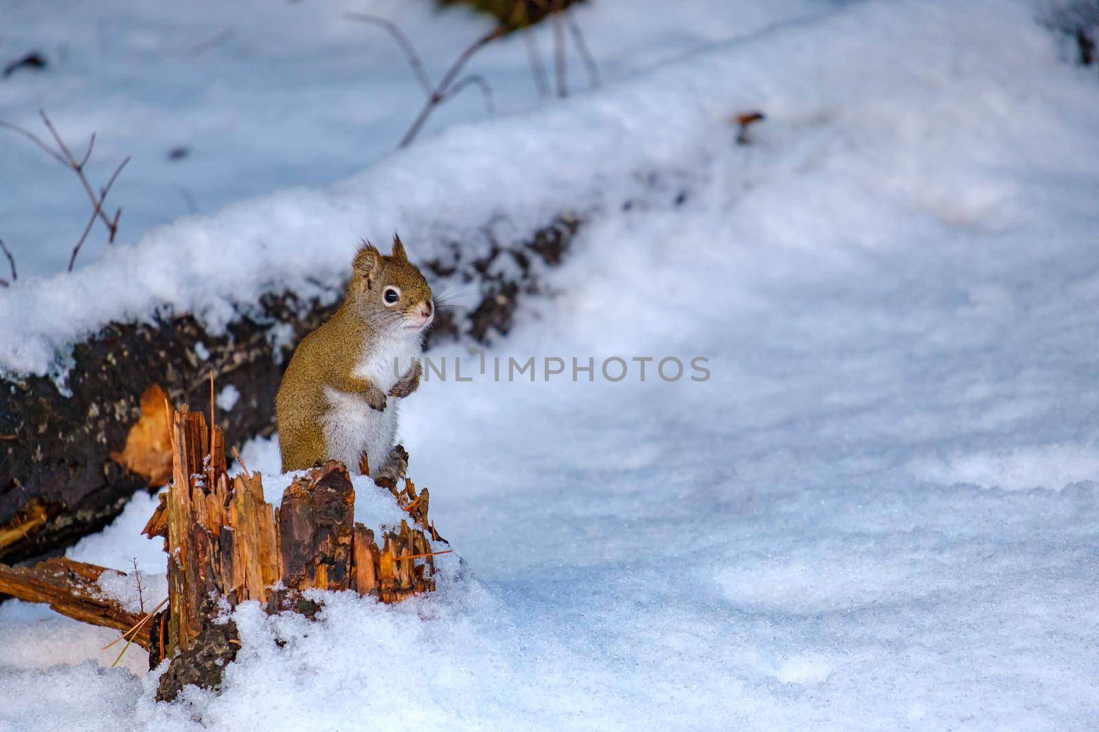 A small American red squirrel is perched upright on a small, broken stump of a fallen tree above fresh surrounding snow.