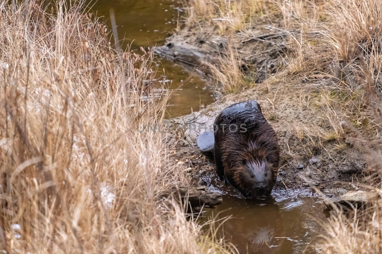 A Canadian beaver approaches a puddle of water, which reflects its face, as it walks through mud leaving a beaver pond.
