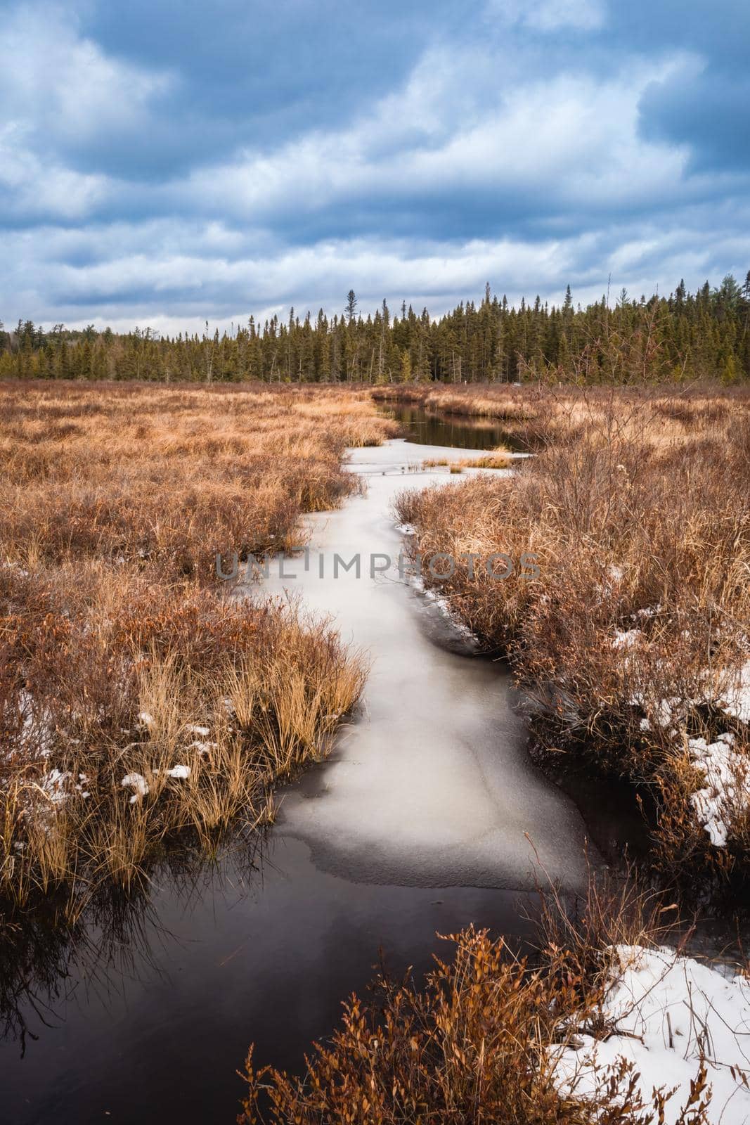 A stream of water is forming ice across its surface in early winter as it runs through a bog towards a forest with evergreen trees. Snow is seen on dried foliage on either side of the water.