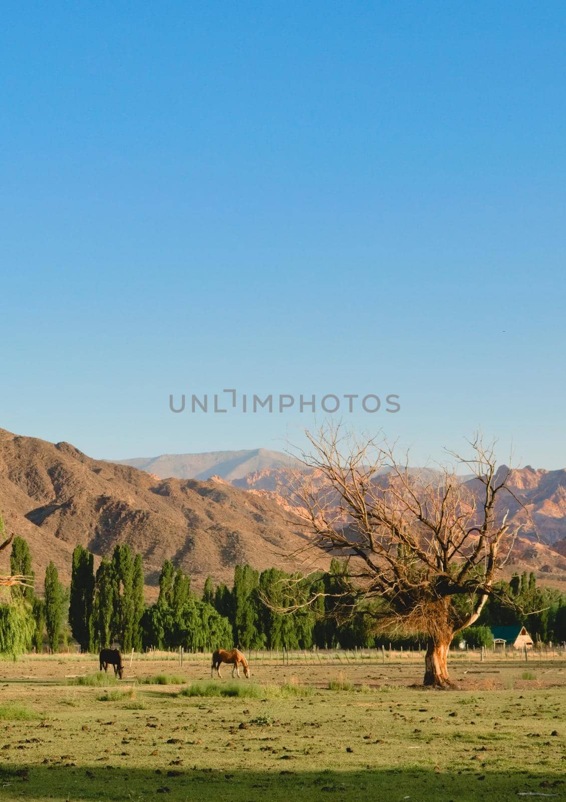 Two horses grazing in a field in Uspallata, Mendoza, Argentina.