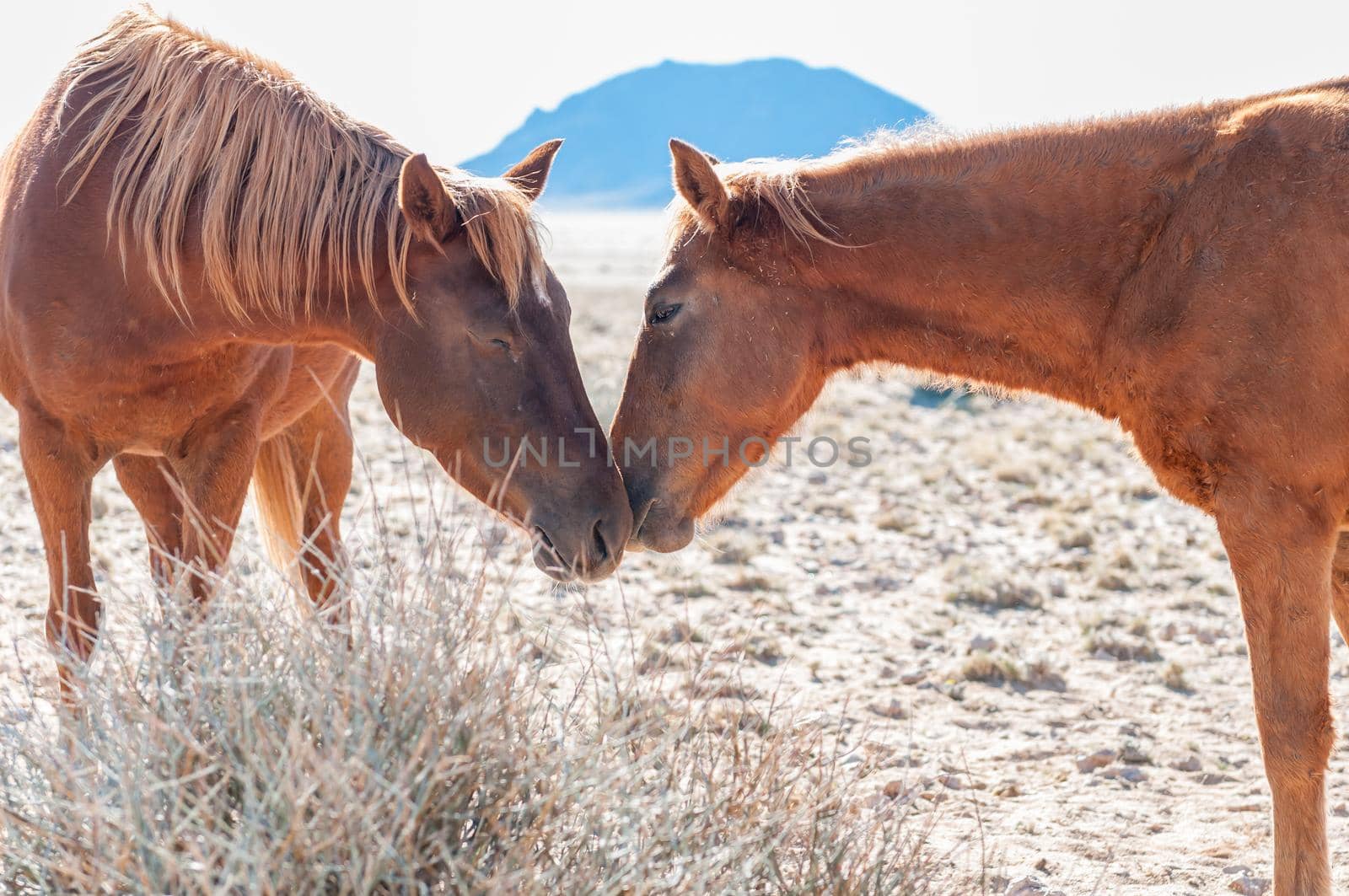 Social interaction between two wild horses of the Namib. Photo taken at Garub