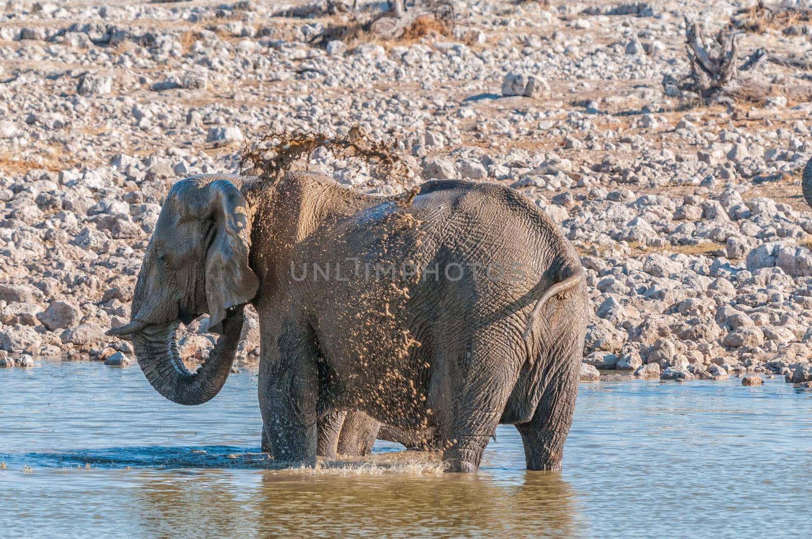Elephant taking a mud bath in a waterhole by dpreezg