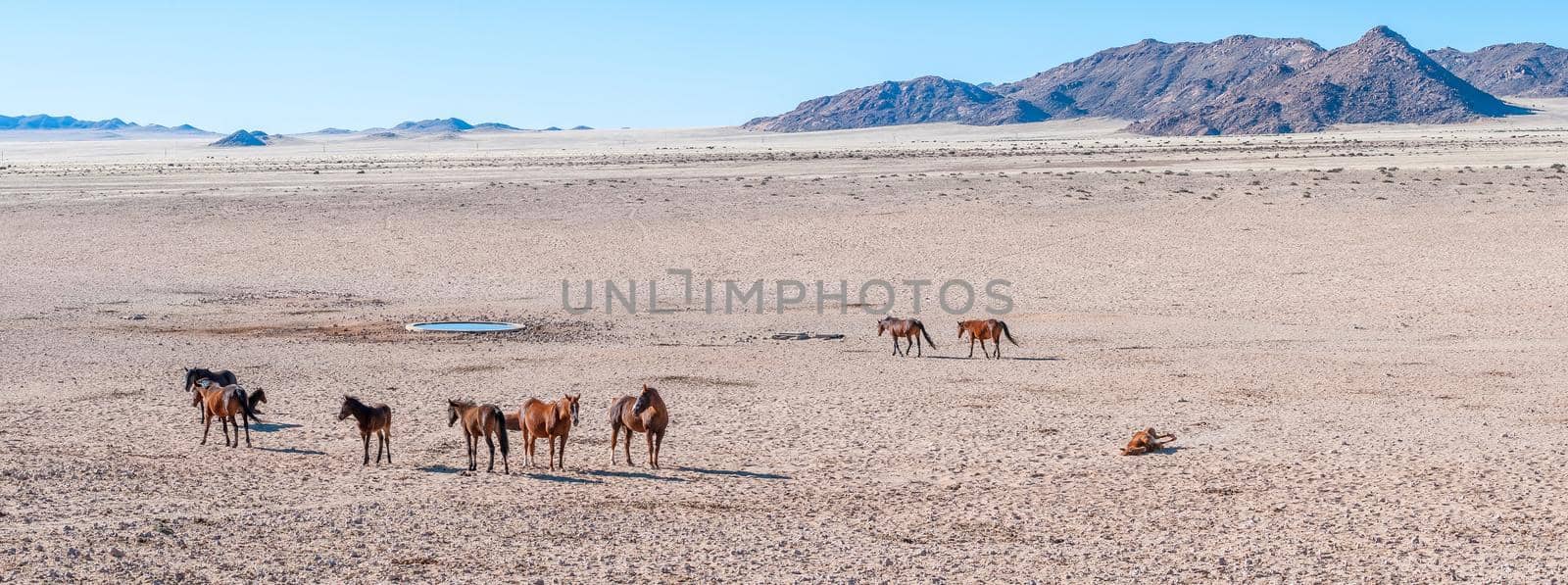 Panoramic view of wild horses of the Namib at the waterhole at Garub near Aus