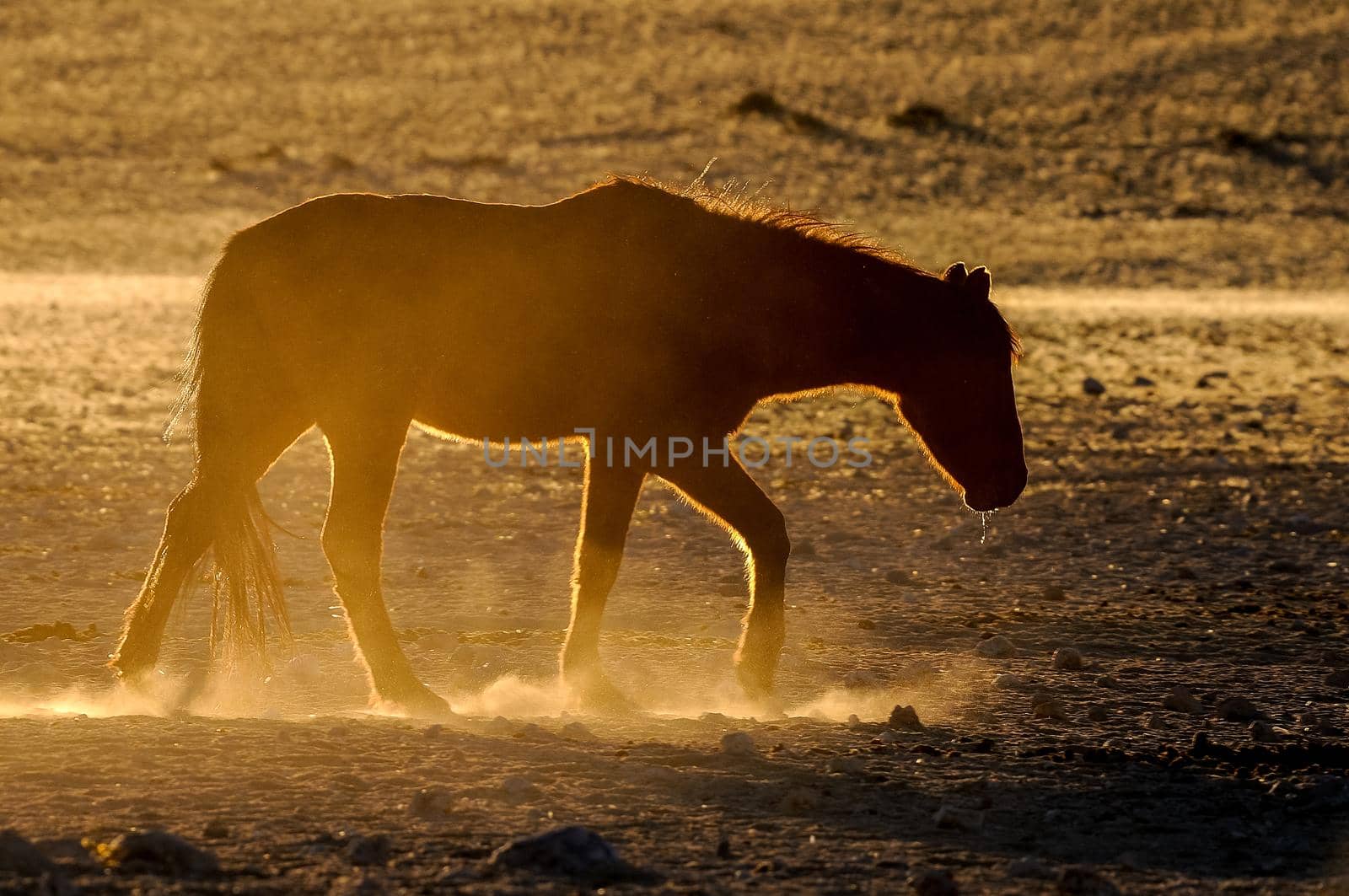 Silhouette of a wild horse of the Namib walking. Photo taken at Garub