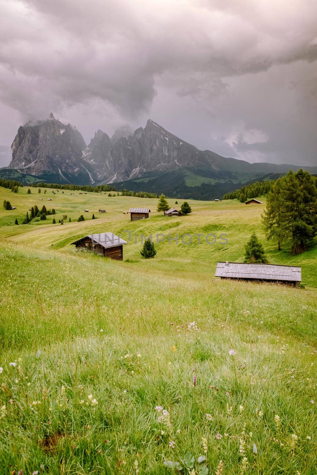 Alpe di Siusi - Seiser Alm with Sassolungo - Langkofel mountain group in background at sunset. Yellow spring flowers and wooden chalets in Dolomites, Trentino Alto Adige, South Tyrol, Italy, Europe by fokkebok