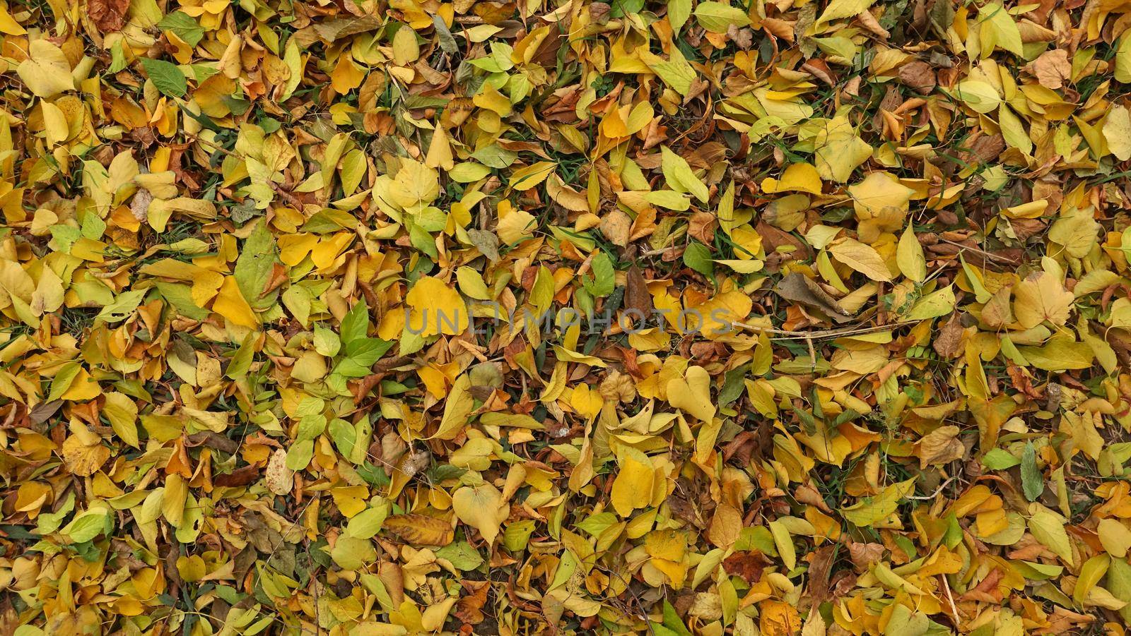 Yellow autumn leaves lie in a dense layer on the ground in the park. Beautiful autumn background for collage.
