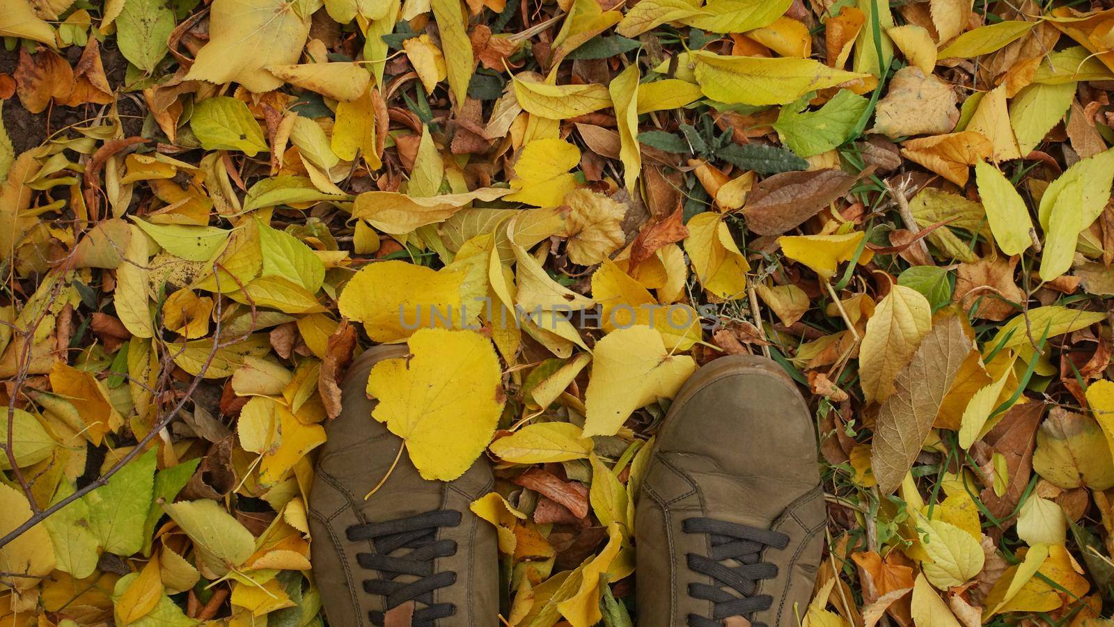A man stood in shoes on the autumn foliage from a fallen tree in the park. Walk in the autumn park.