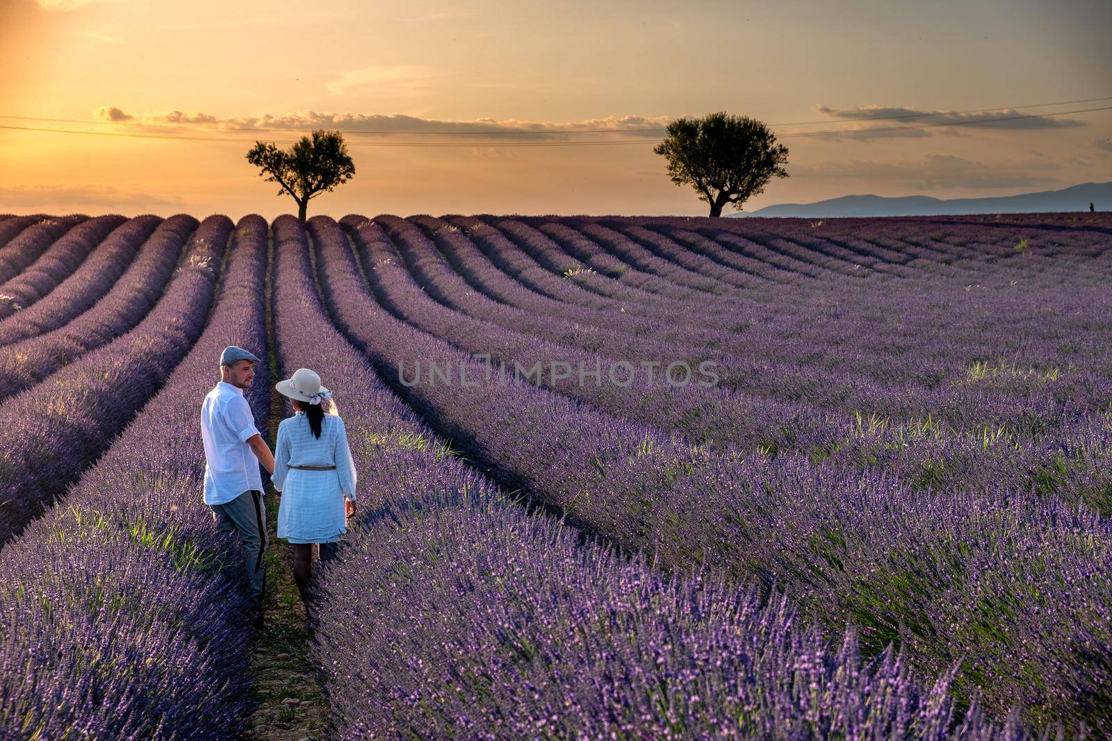 Provence, Lavender field France, Valensole Plateau, colorful field of Lavender Valensole Plateau, Provence, Southern France. Lavender field. Europe. Couple men and woman on vacation at the provence lavender fields,