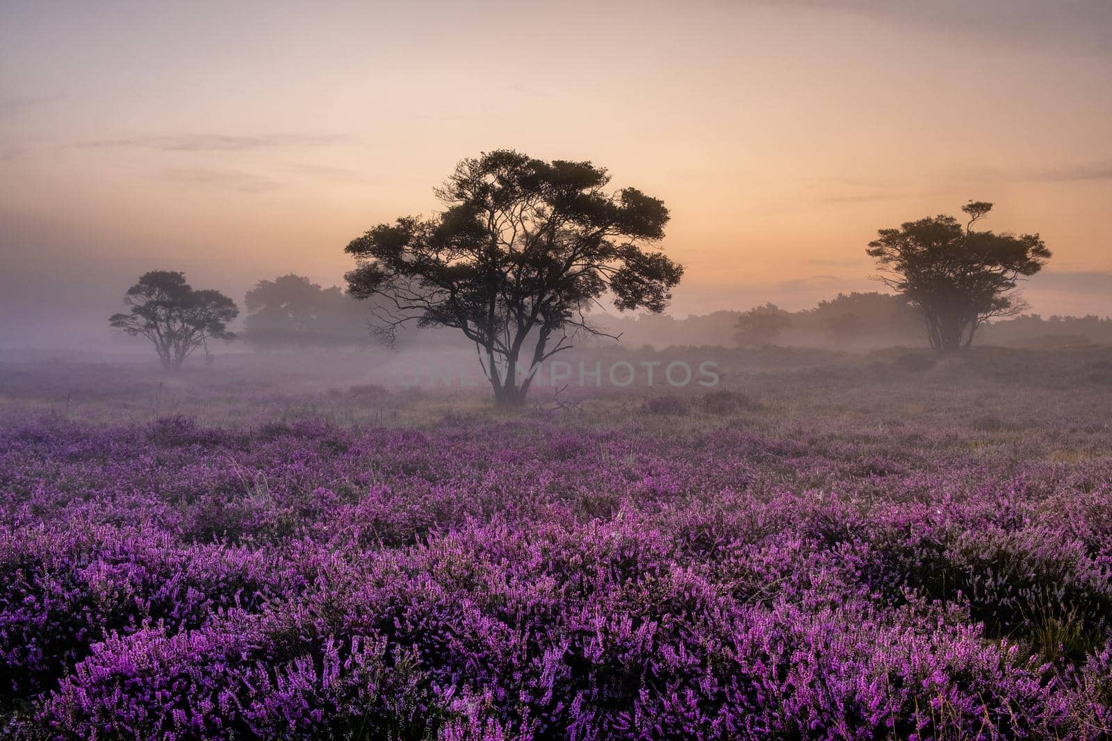 Blooming heather field in the Netherlands near Hilversum Veluwe Zuiderheide, blooming pink purple heather fields in the morniong with mist and fog during sunrise by fokkebok