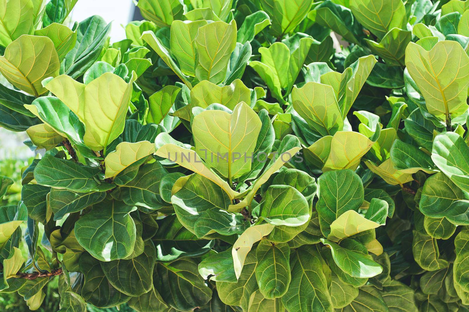Close up view of Fiddle leaf fig, Ficus lyrata a good plant for decorate home or room.